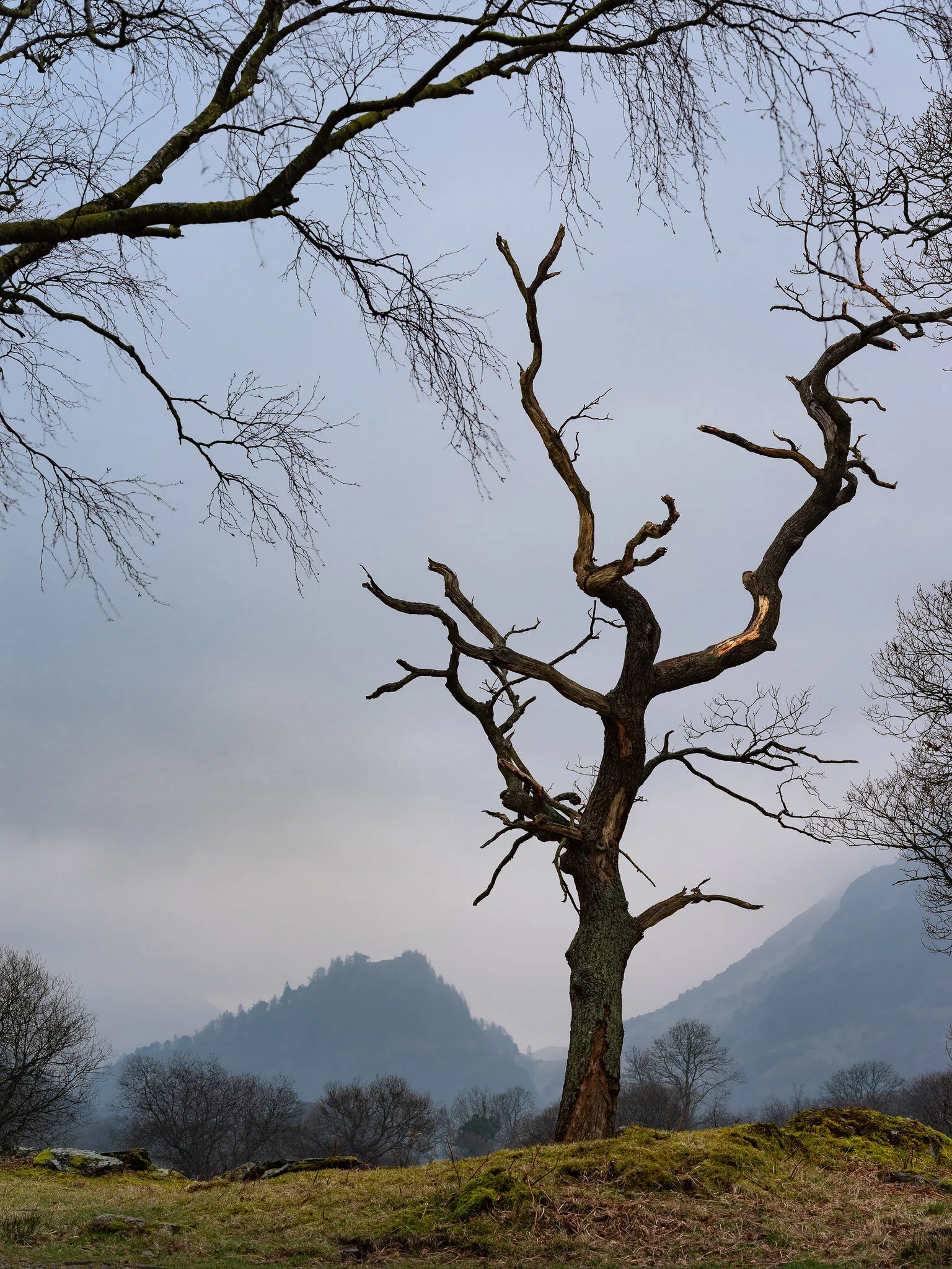 Borrowdale tree.jpg
