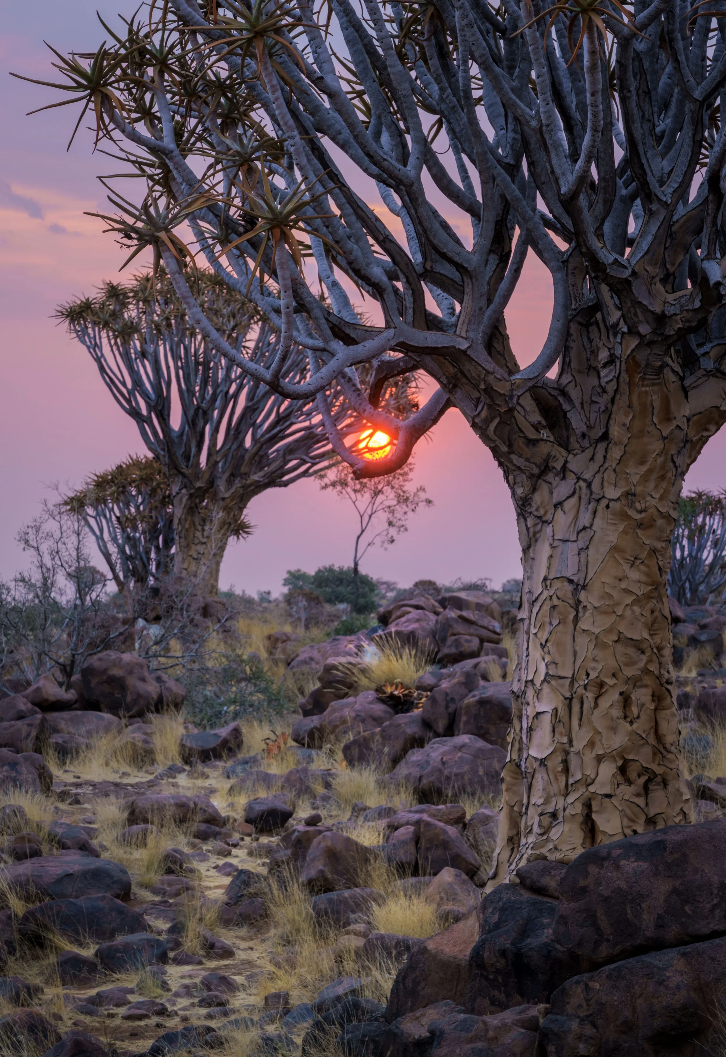 Quiver Tree Forest 17th Sept Evening Shoot 95-HDR-Edit.jpg