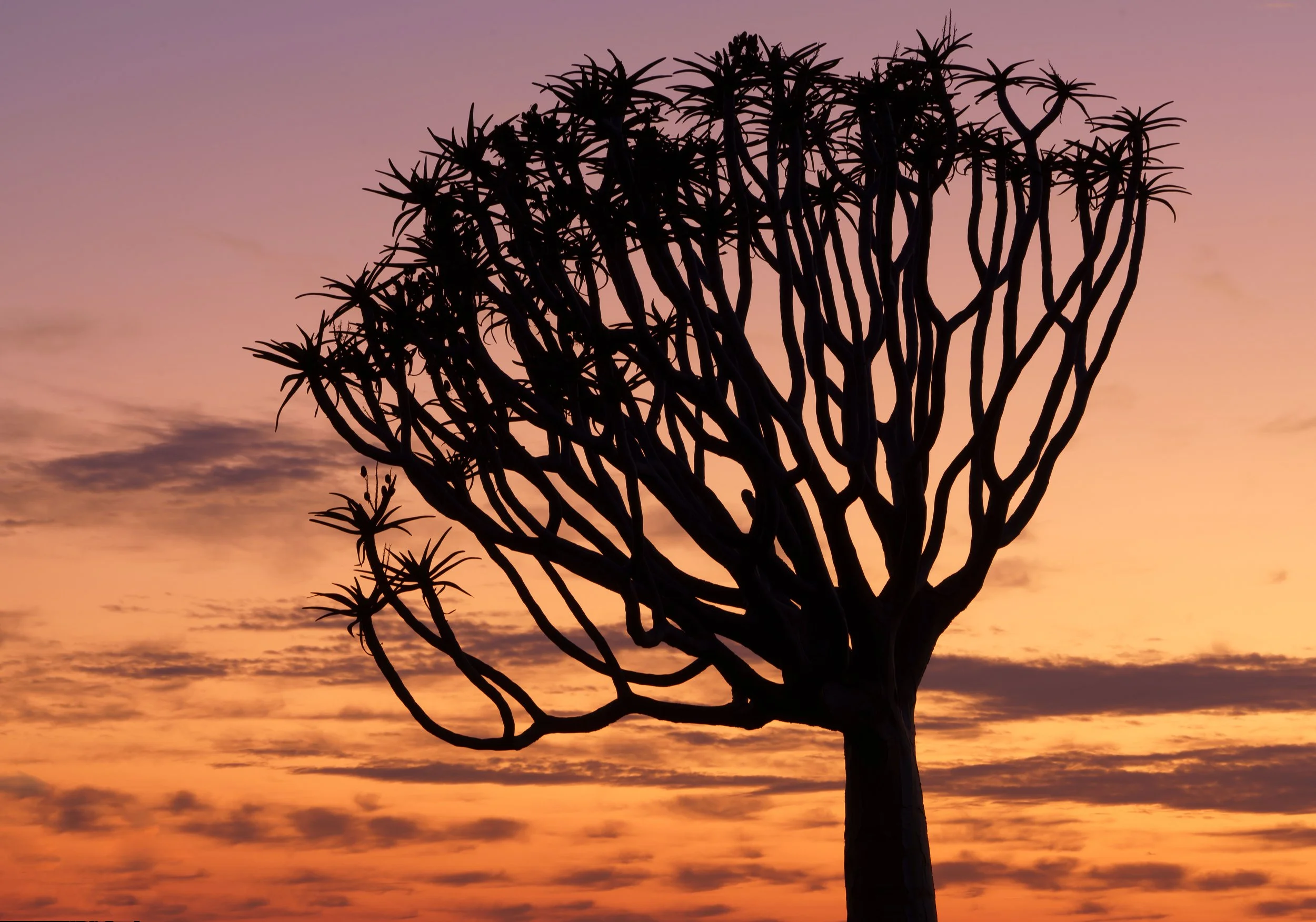 Quiver Tree Forest 18th Sept Dawn Shoot 06-Edit.jpg