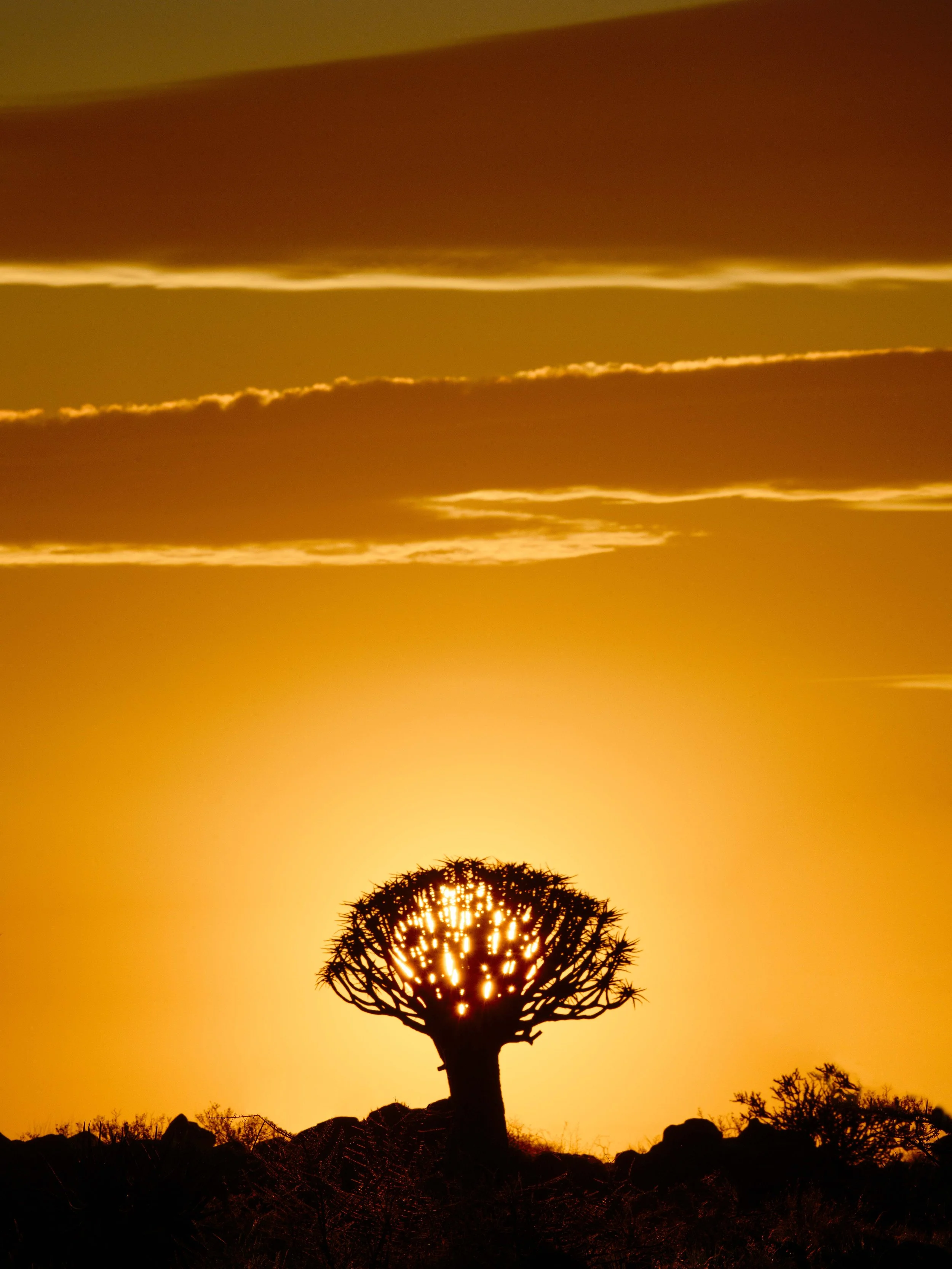 Quiver Tree Forest 18th Sept sunset Shoot 47-Edit.jpg