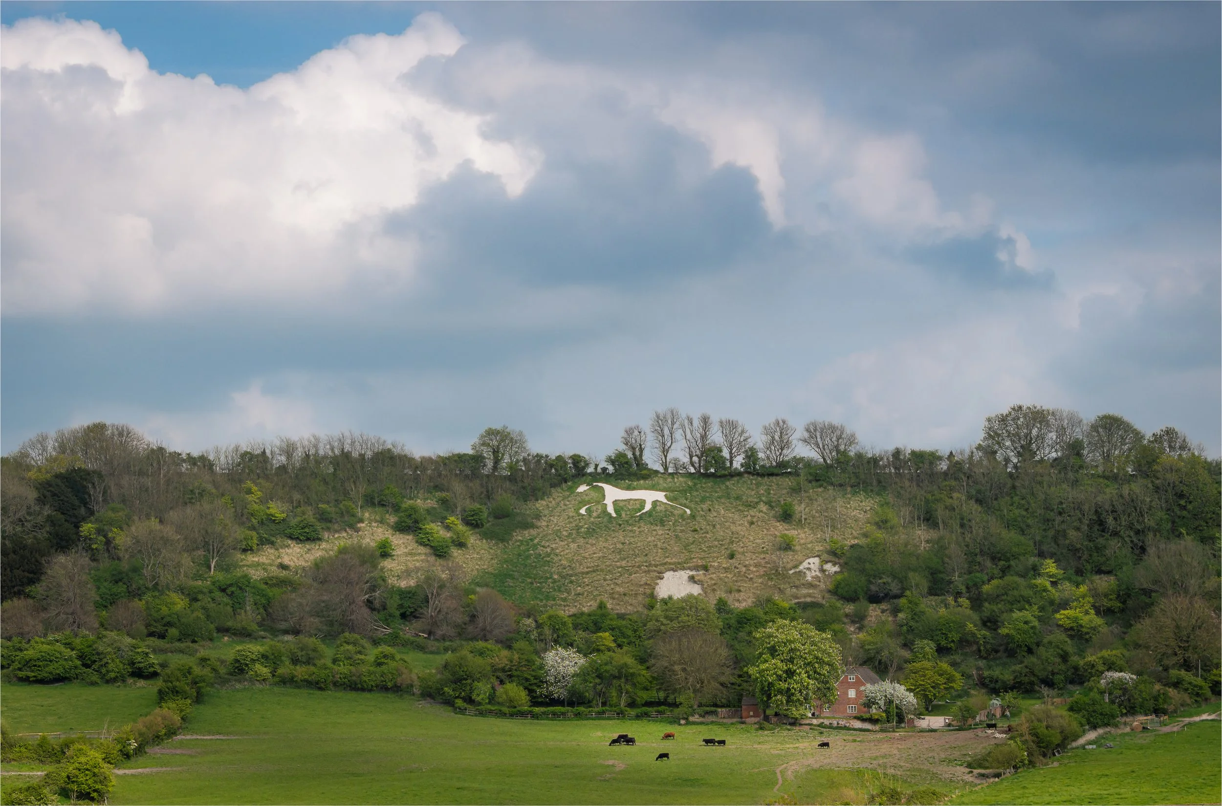 Broad Town Horse