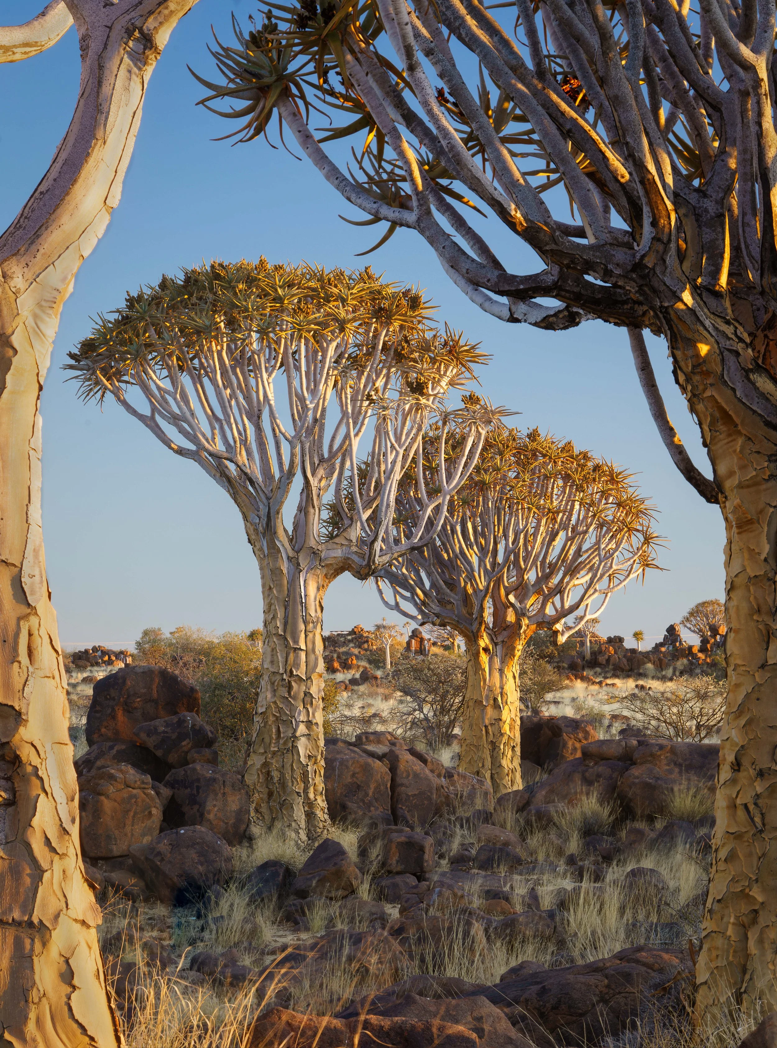 Quiver Tree Forest 19th Sept Dawn Shoot 23-Edit.jpg