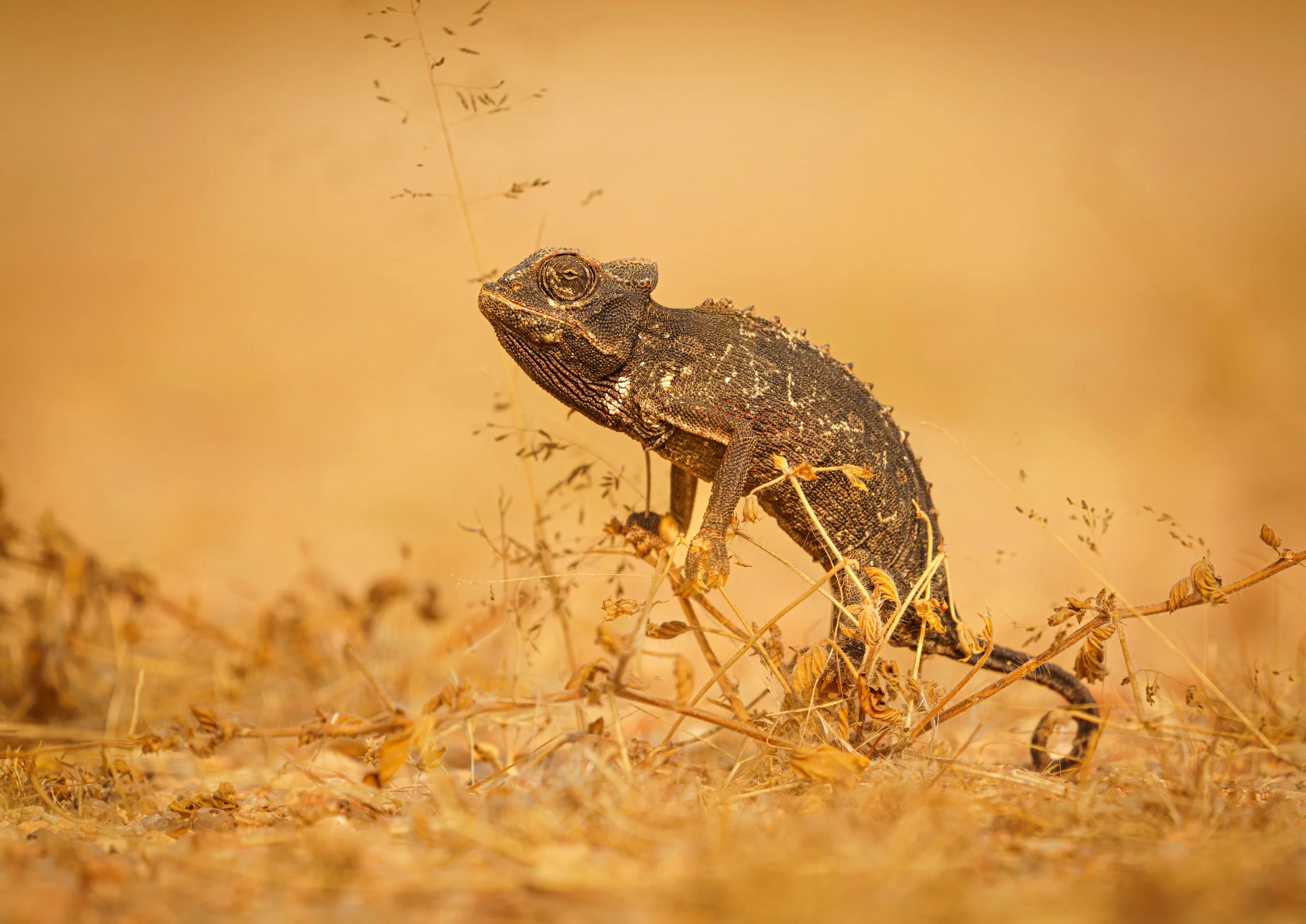 Chameleon 10.jpg