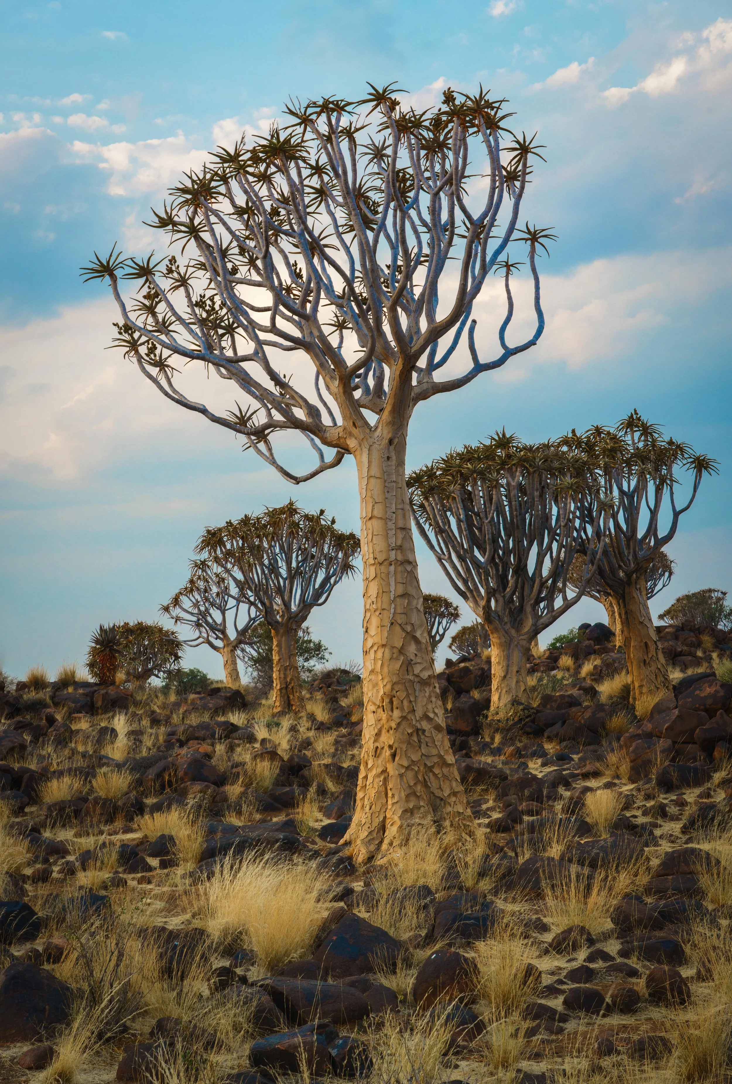 Quiver Tree Forest 17th Sept Evening Shoot 13-Edit.jpg