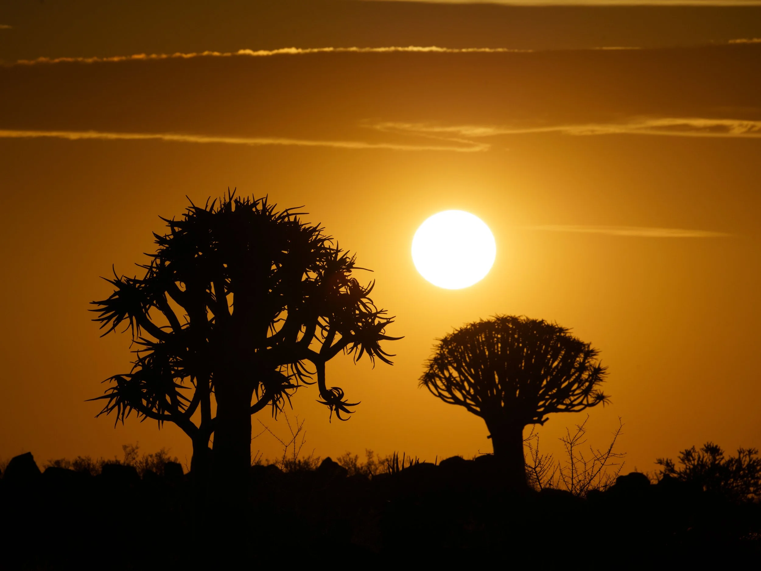 Quiver Tree Forest 18th Sept sunset Shoot 34.jpg
