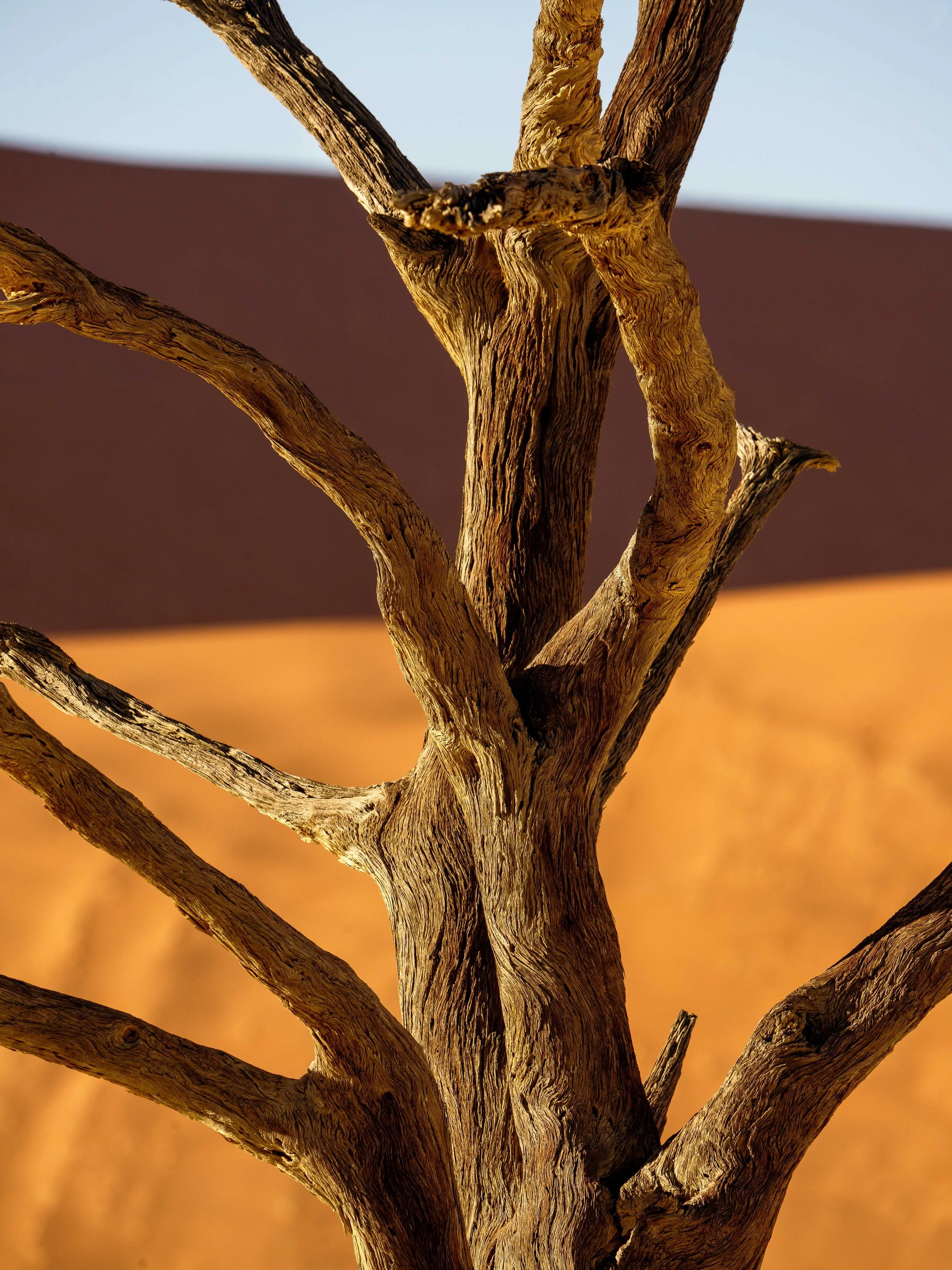 Deadvlei morning 116-Edit.jpg