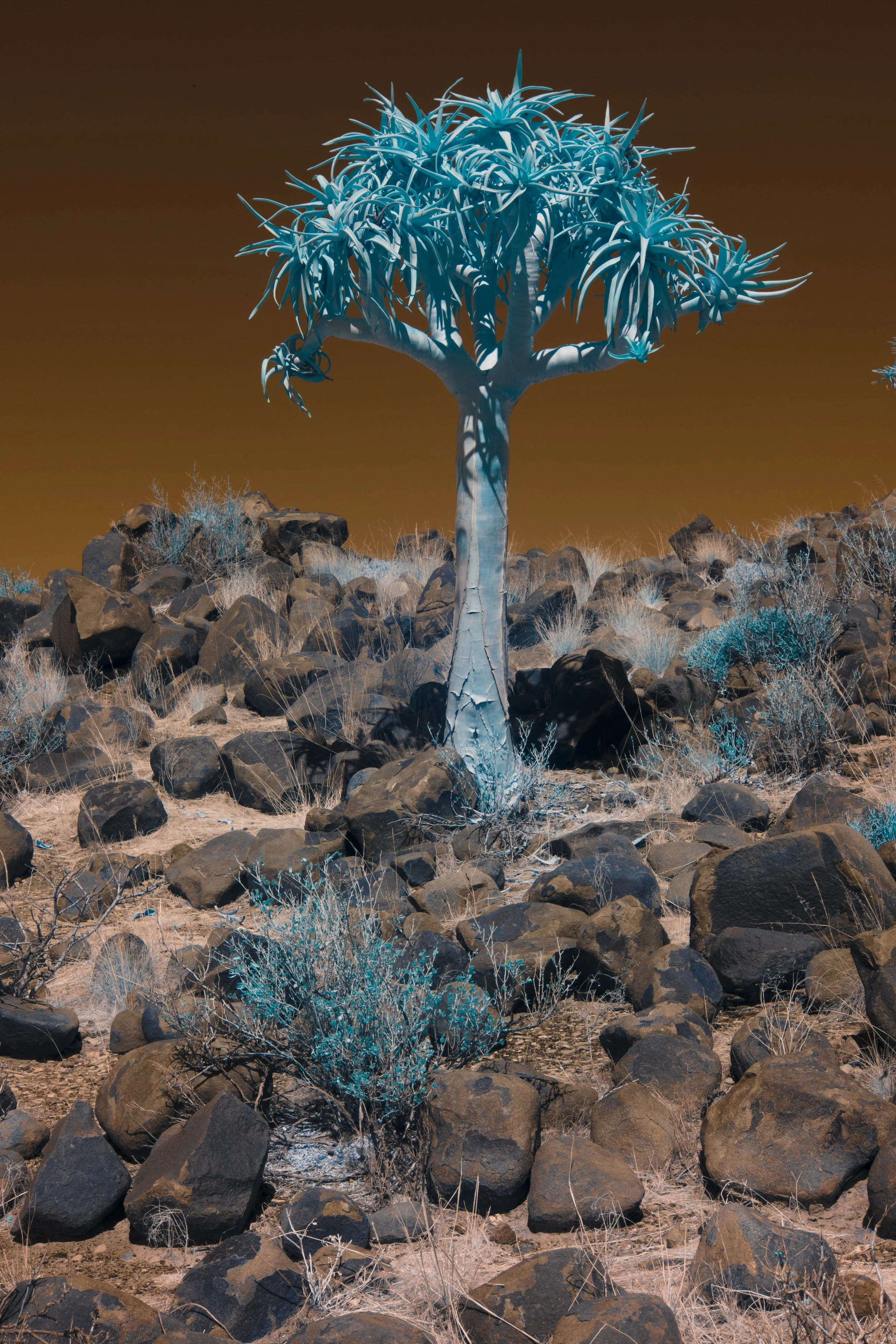 Quiver Tree Forest 18th Sept IR Shoot 38.jpg