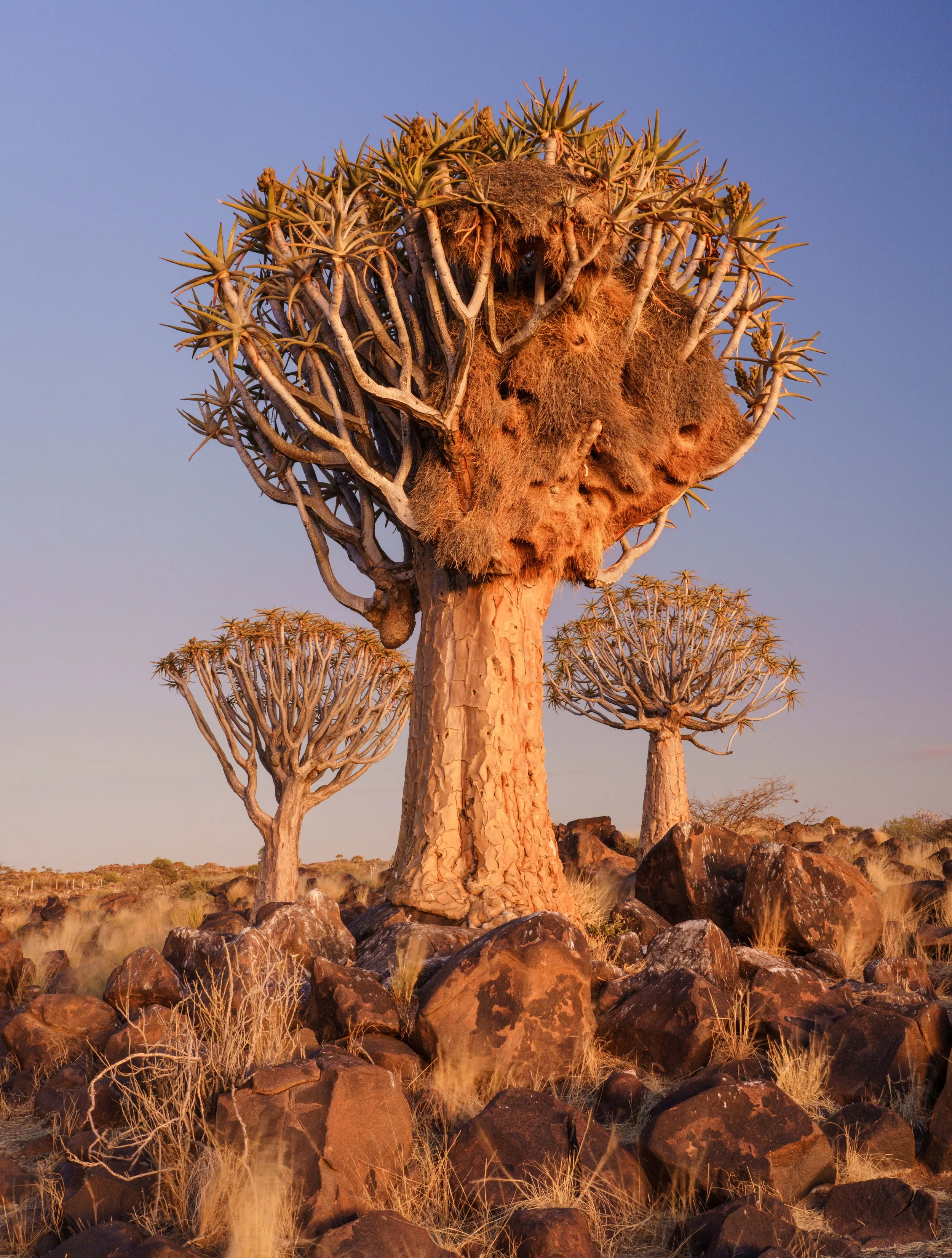 Quiver Tree Forest 19th Sept Dawn Shoot 10.jpg