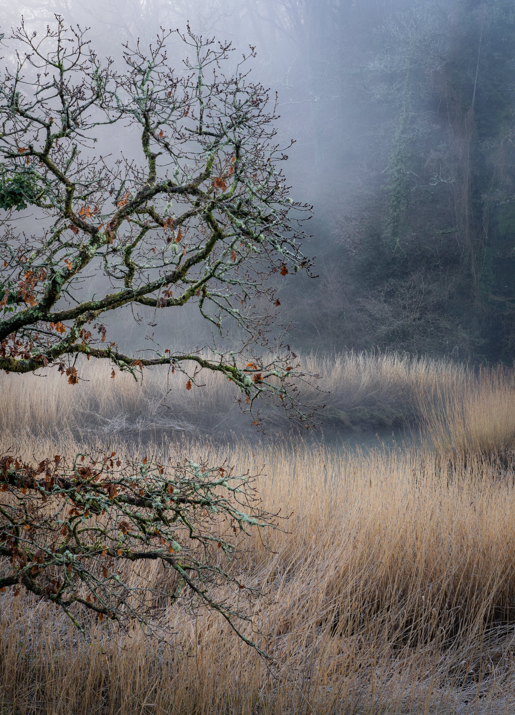 Cotehele Quay - one of many