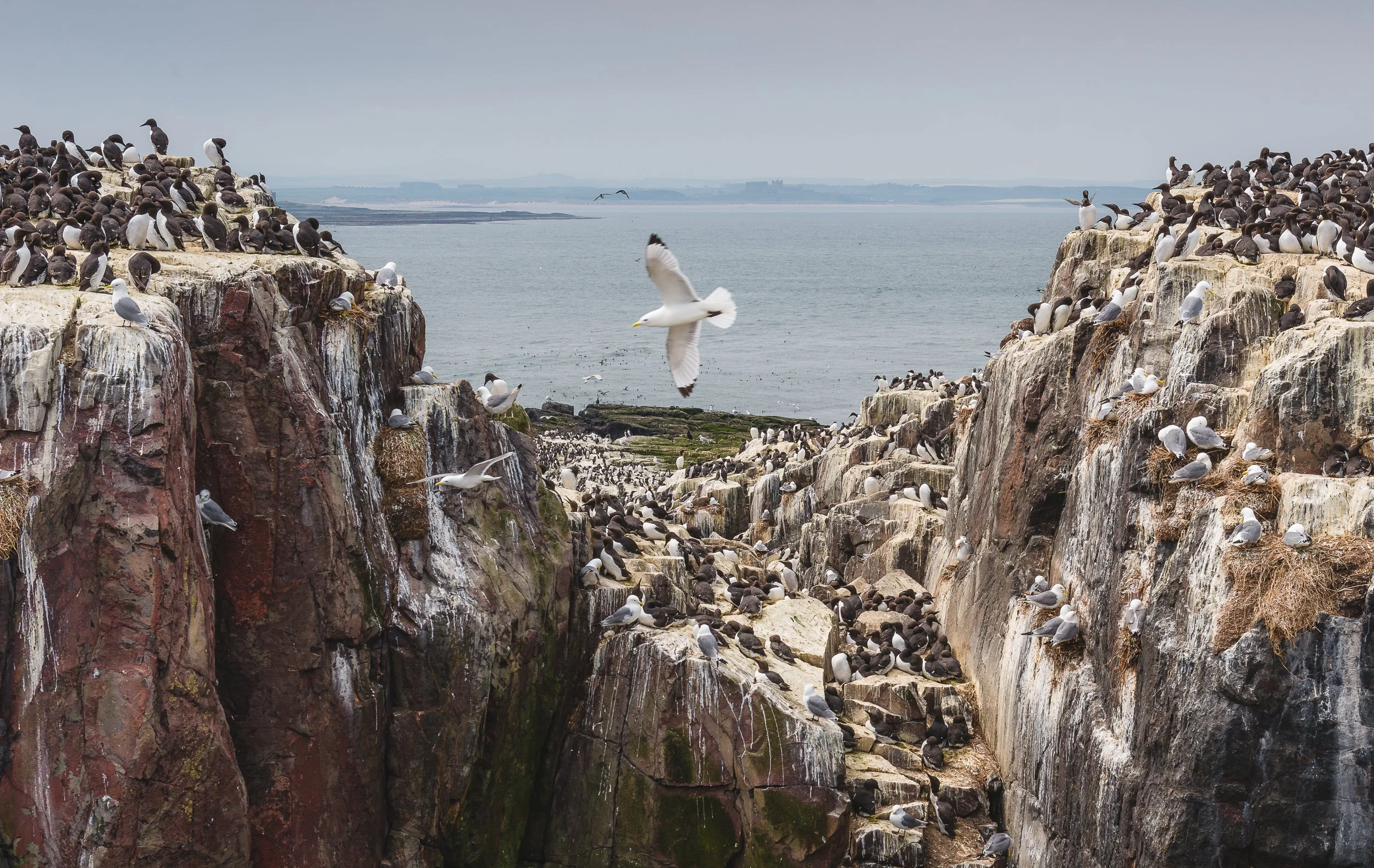 A view from the Farne Islands towards Bamburgh. Taken from the National Trust reserve.