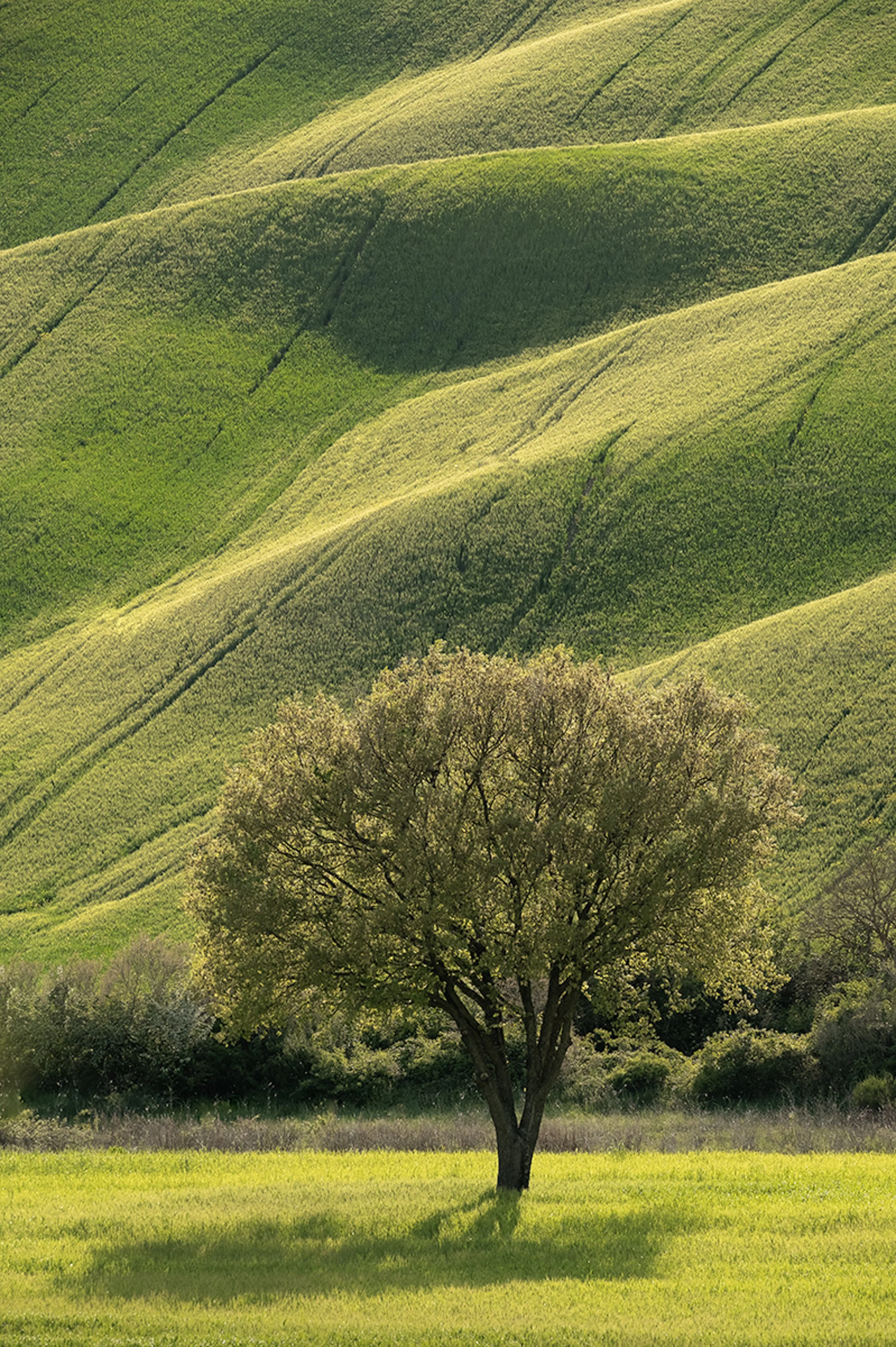 Tuscany May 2019 0857-Edit.jpg