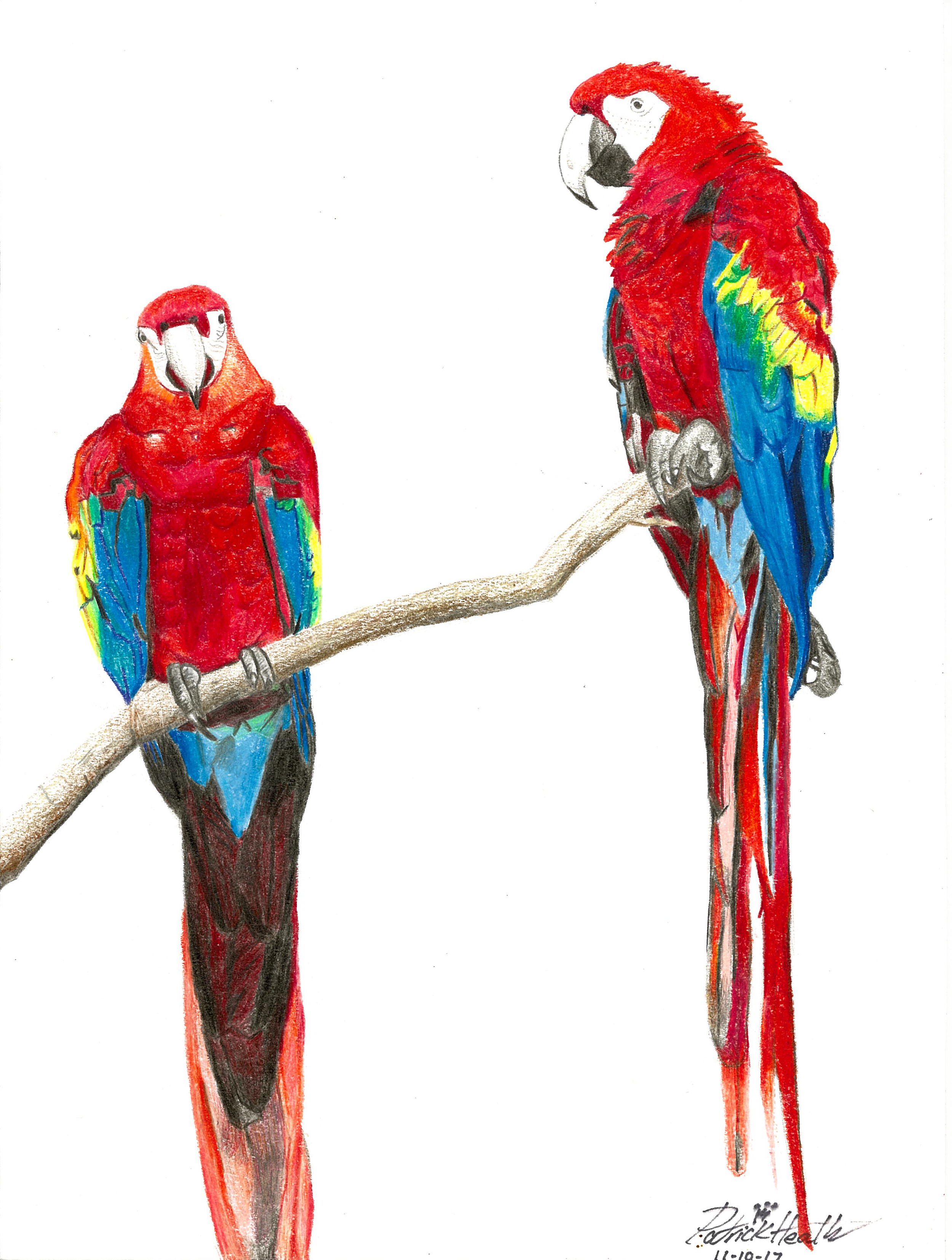 Birds of a Feather