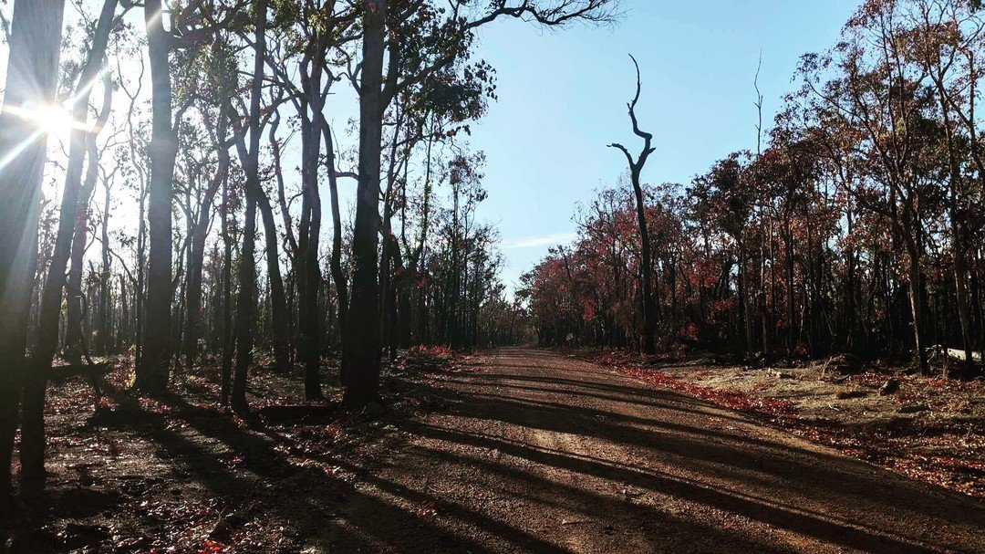 Riding through the ghosts of bushfires past. Crouch Rd certainly took a hit.
.
I rode the proposed 2025 course this morning. Can confirm it is fast &amp; super fun 👌
.
#ttg2025 #tigertesting #4fgravel #gravelroads
