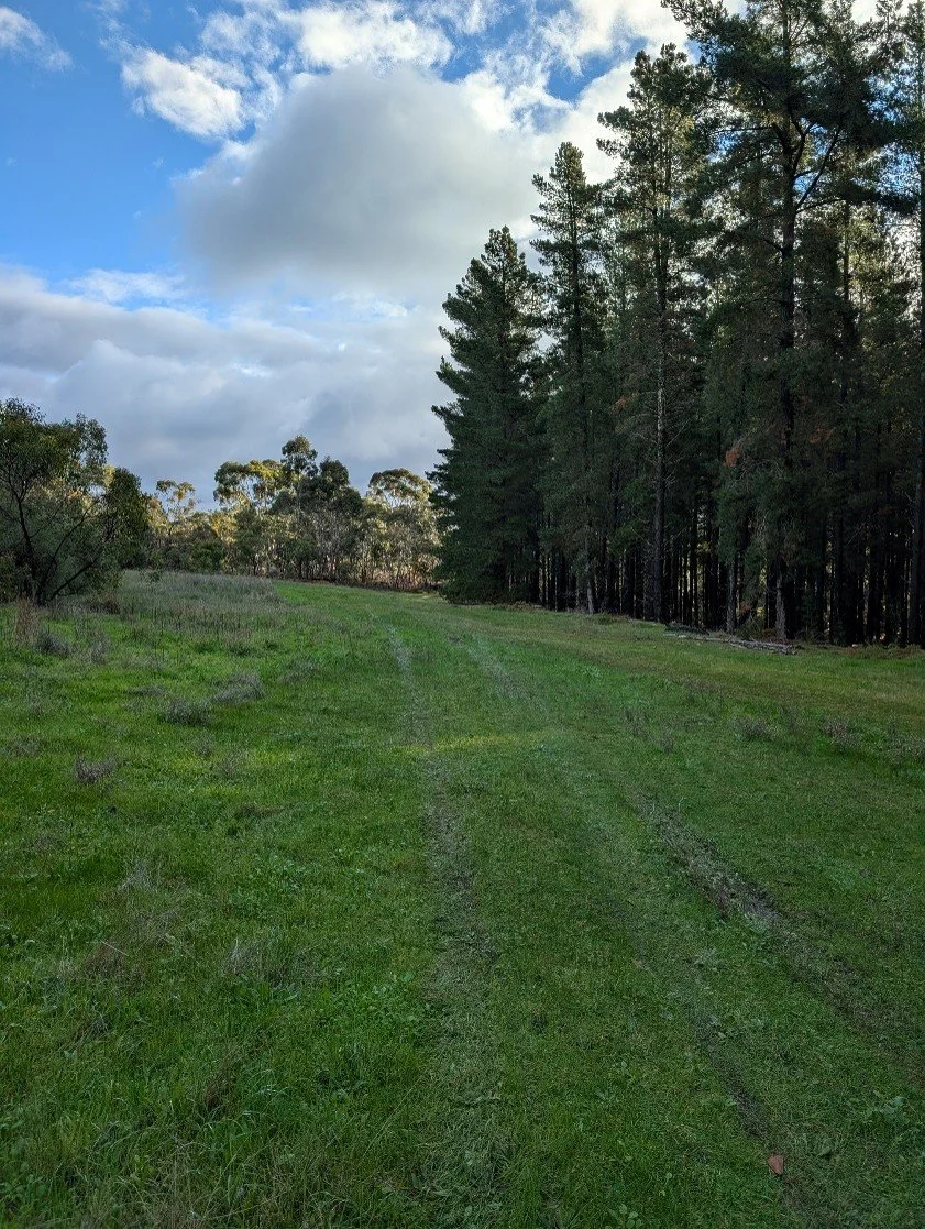 grass.jpg