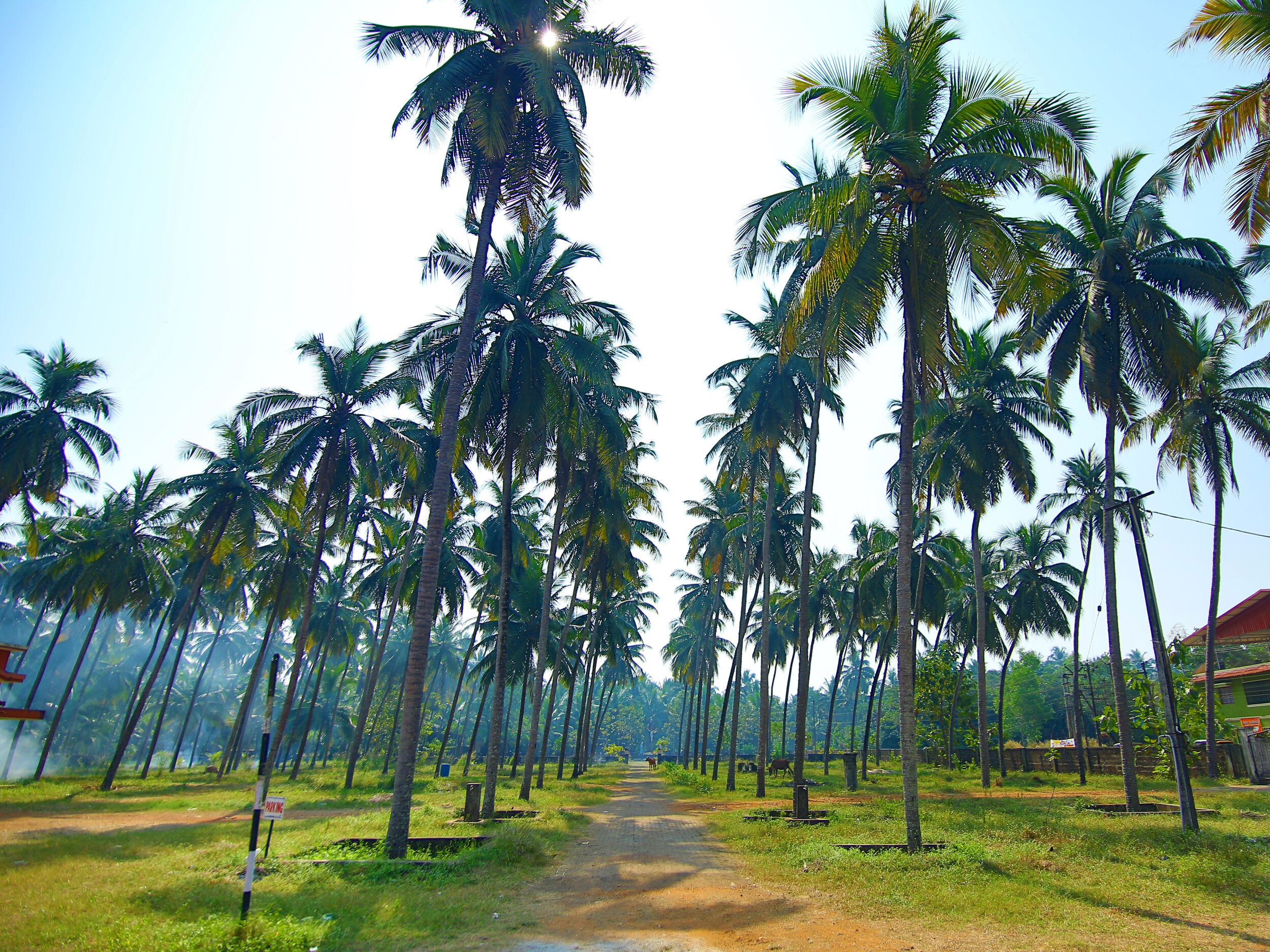 Outdoor _ Tree View.jpg