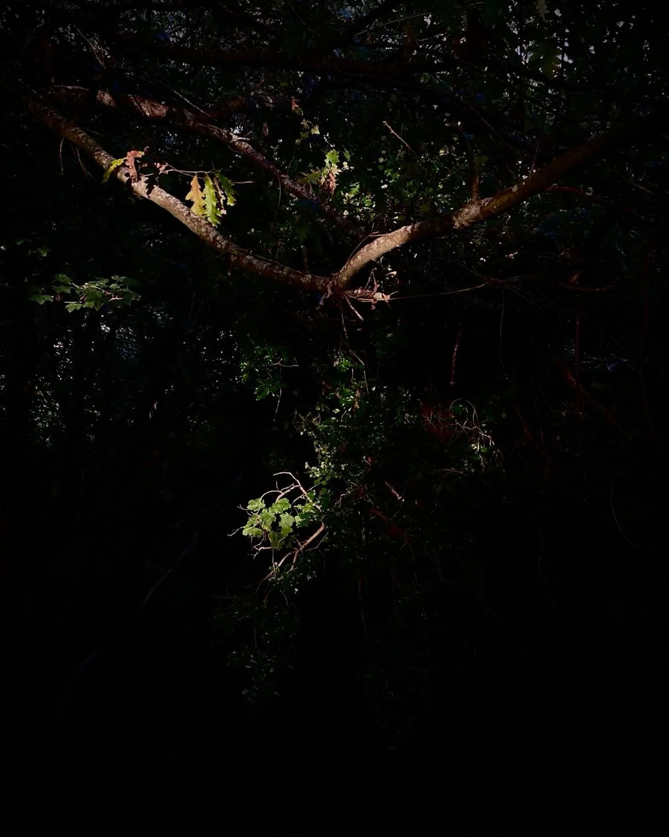 Natures studio lights