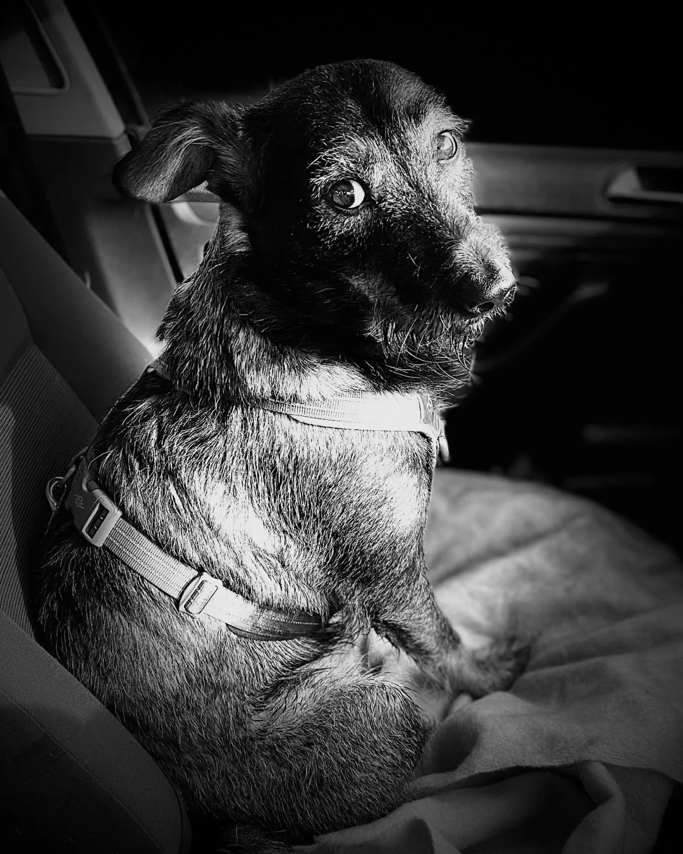 Fred in Sunday portrait mode #dogsaregreat