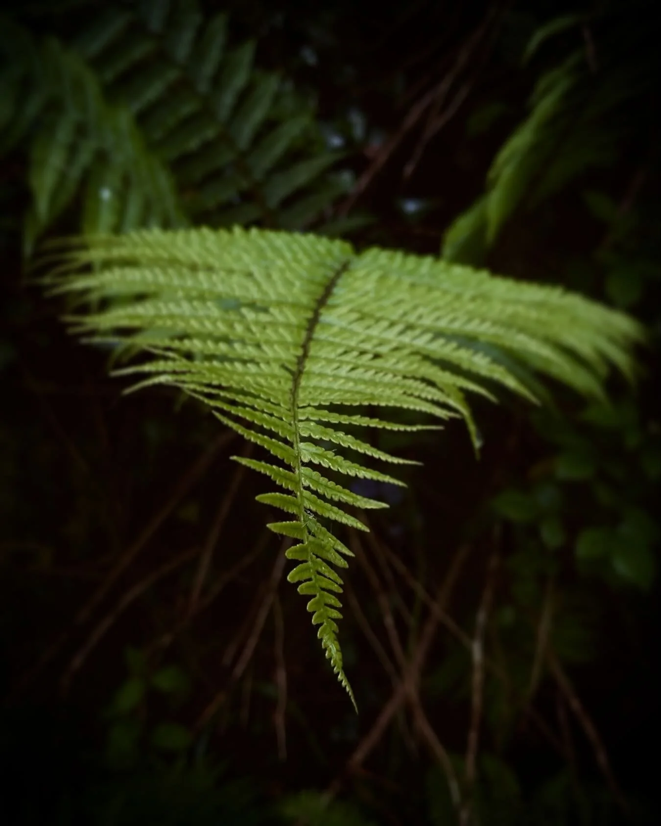 Magic fern time