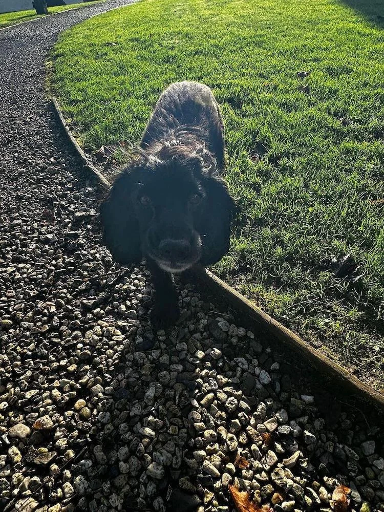 black spaniel