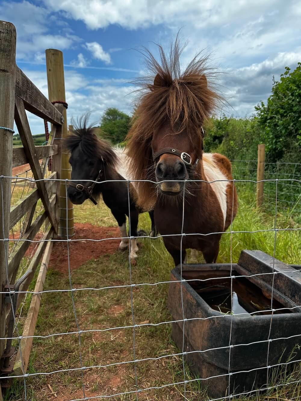 miniature-ponies copy.jpg
