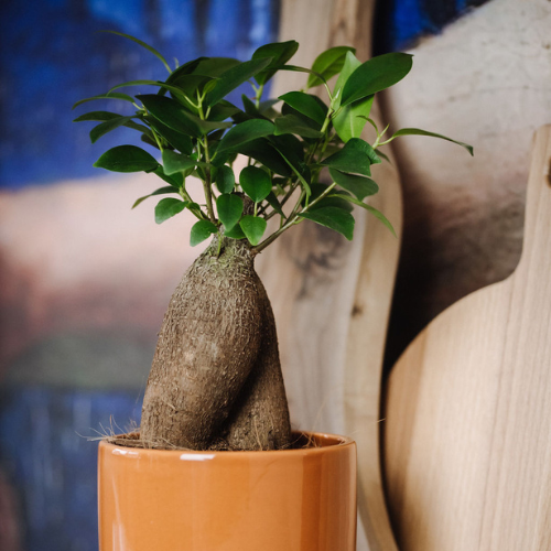 DH web Ficus Ginseng.2.png