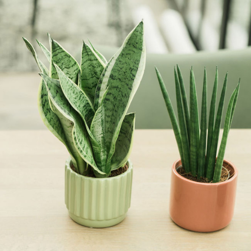 Sansevieria web.png