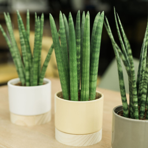 Sansevieria web2.png