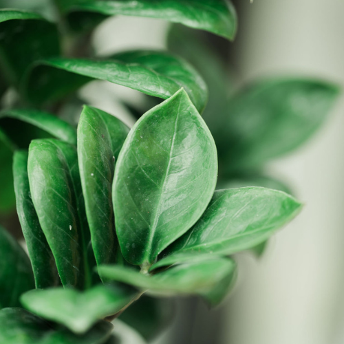 Zamioculcas web1.png