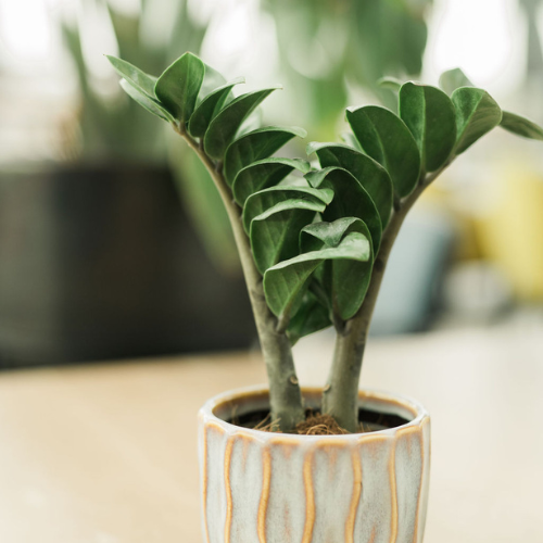 Zamioculcas web2.png