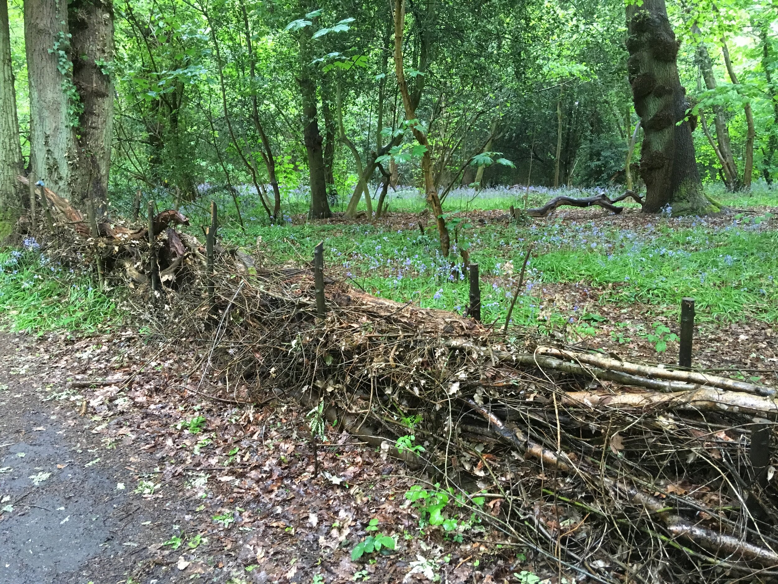 Woodland Management