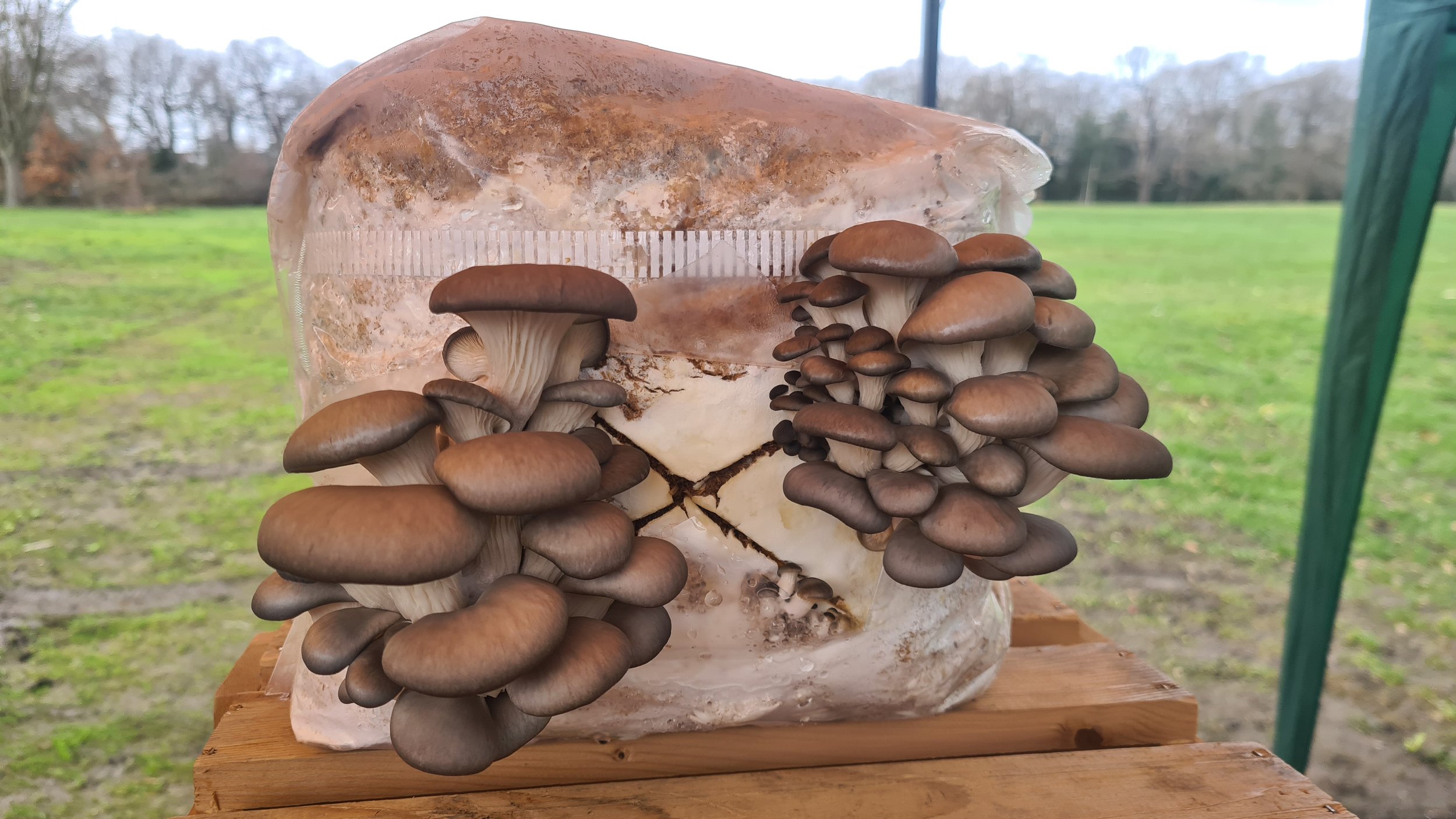 Meet the trader... Adi's Mushrooms 