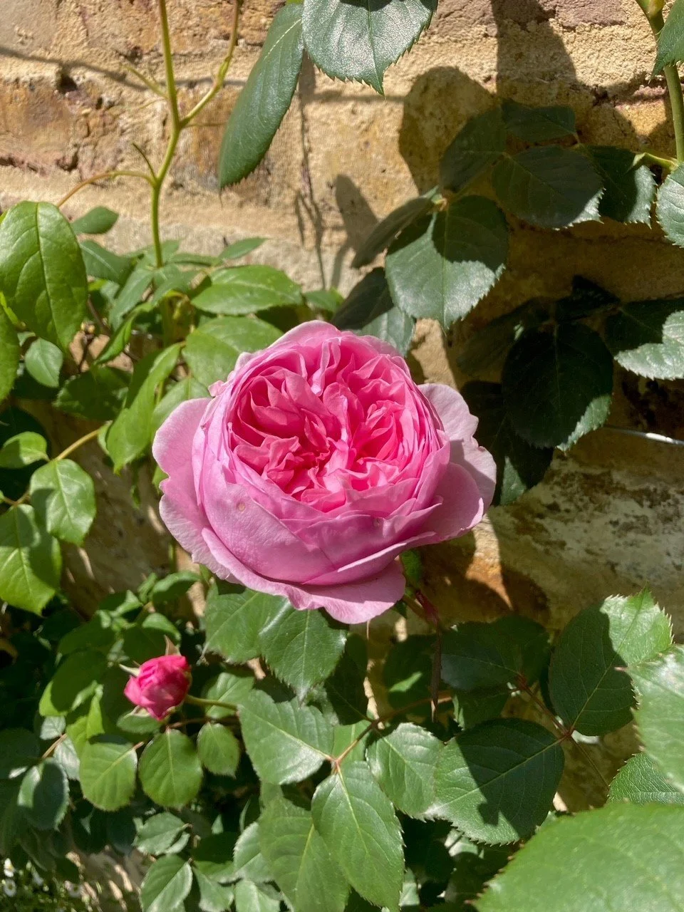 Generous gardener Rose.jpg