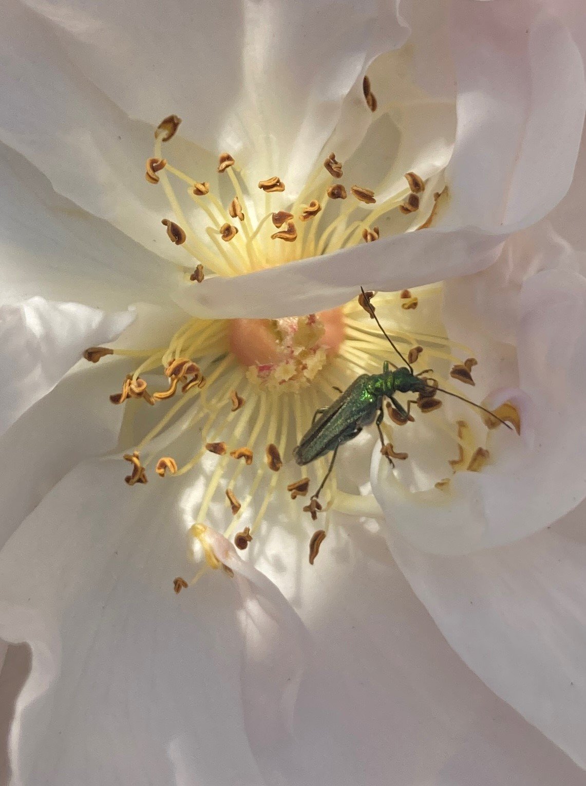 Beetle in Flower - Lady of the lake.jpg