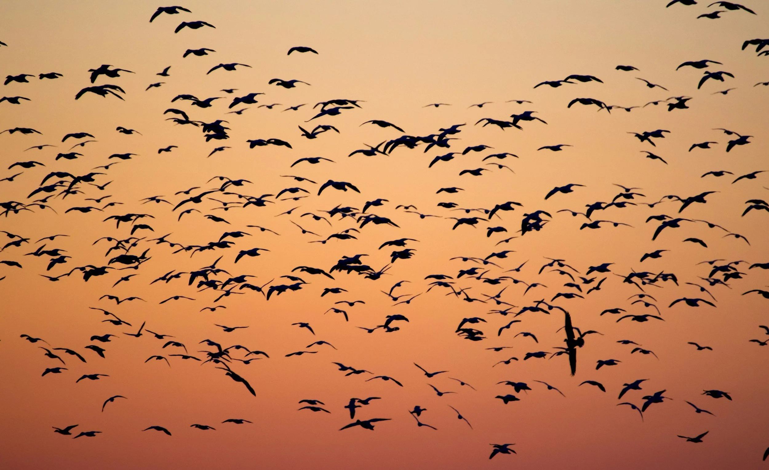 The Migration Patterns of the Modern Corporate Volunteer