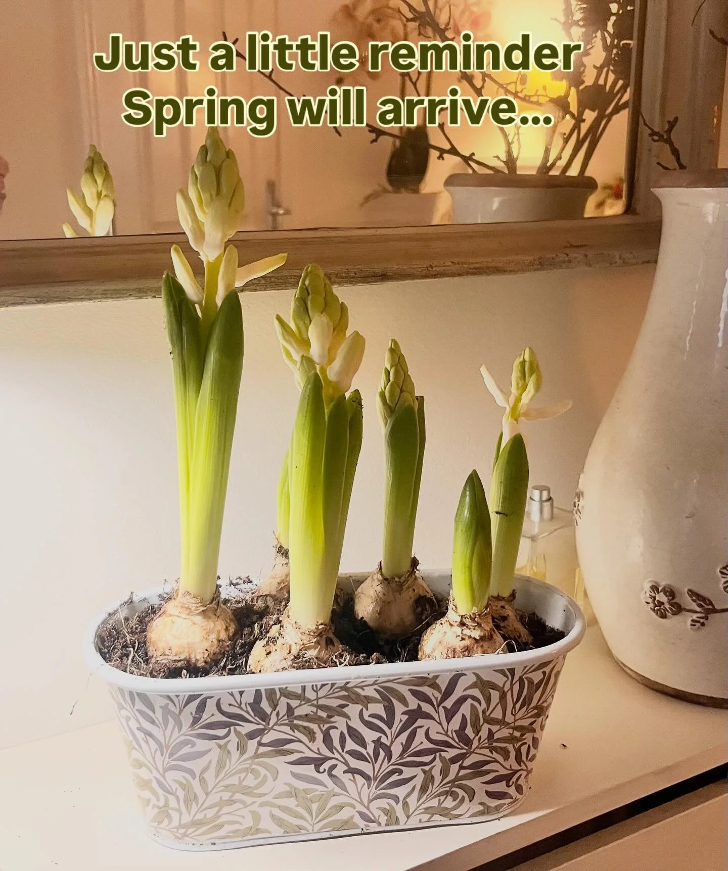 A couple of weeks ago I planted these hyacinth bulbs into a pot in my hallway.

And look at them now.
Nature always knows when it&rsquo;s time.

A small reminder on this dark grey January morning that even when things feel slow, something beautiful i