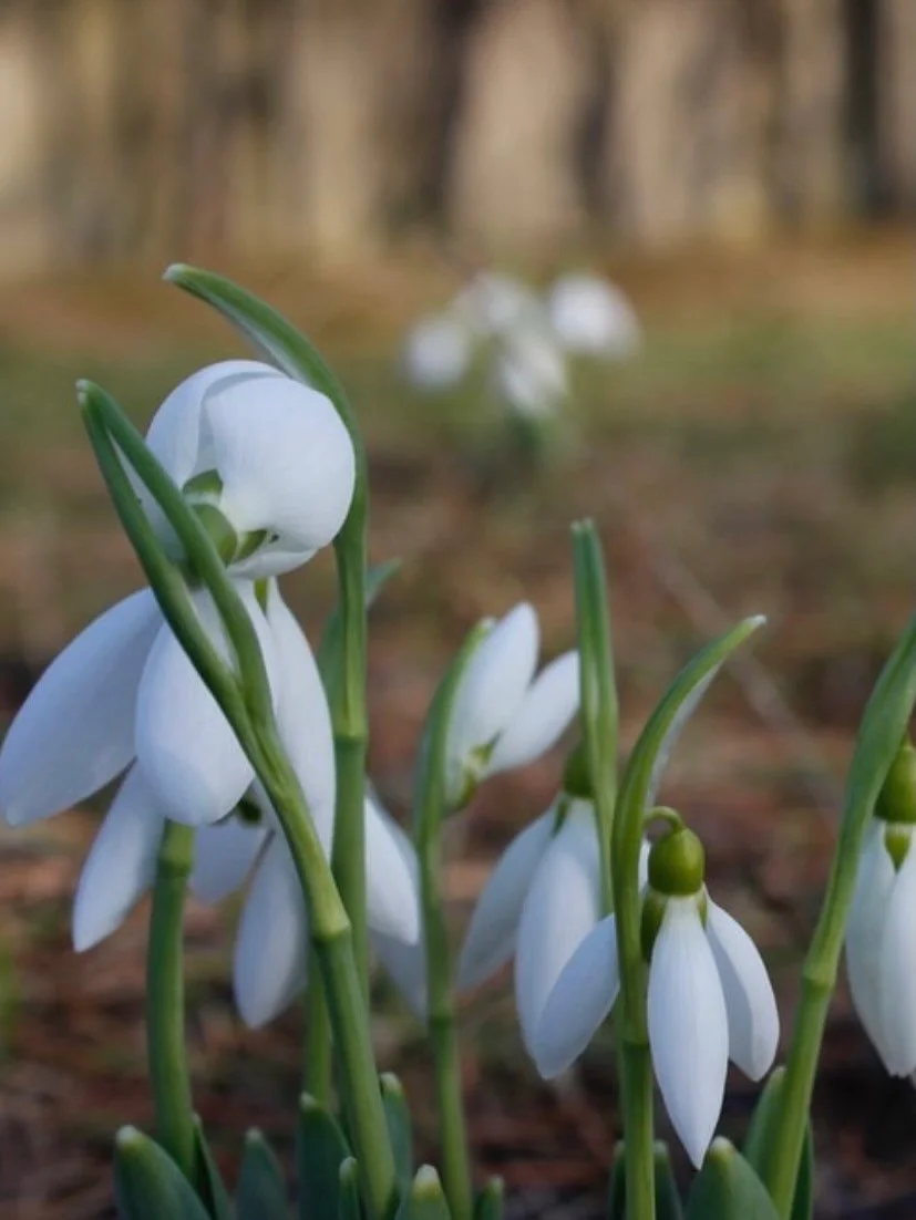 Inspired by the first blooms of the season, Snowdrop brings a light, refreshing and uplifting aroma to your space&hellip; like opening the windows on a quiet spring morning 🌱

Infused with a handcrafted blend of soft floral neroli &amp; jasmine, fre