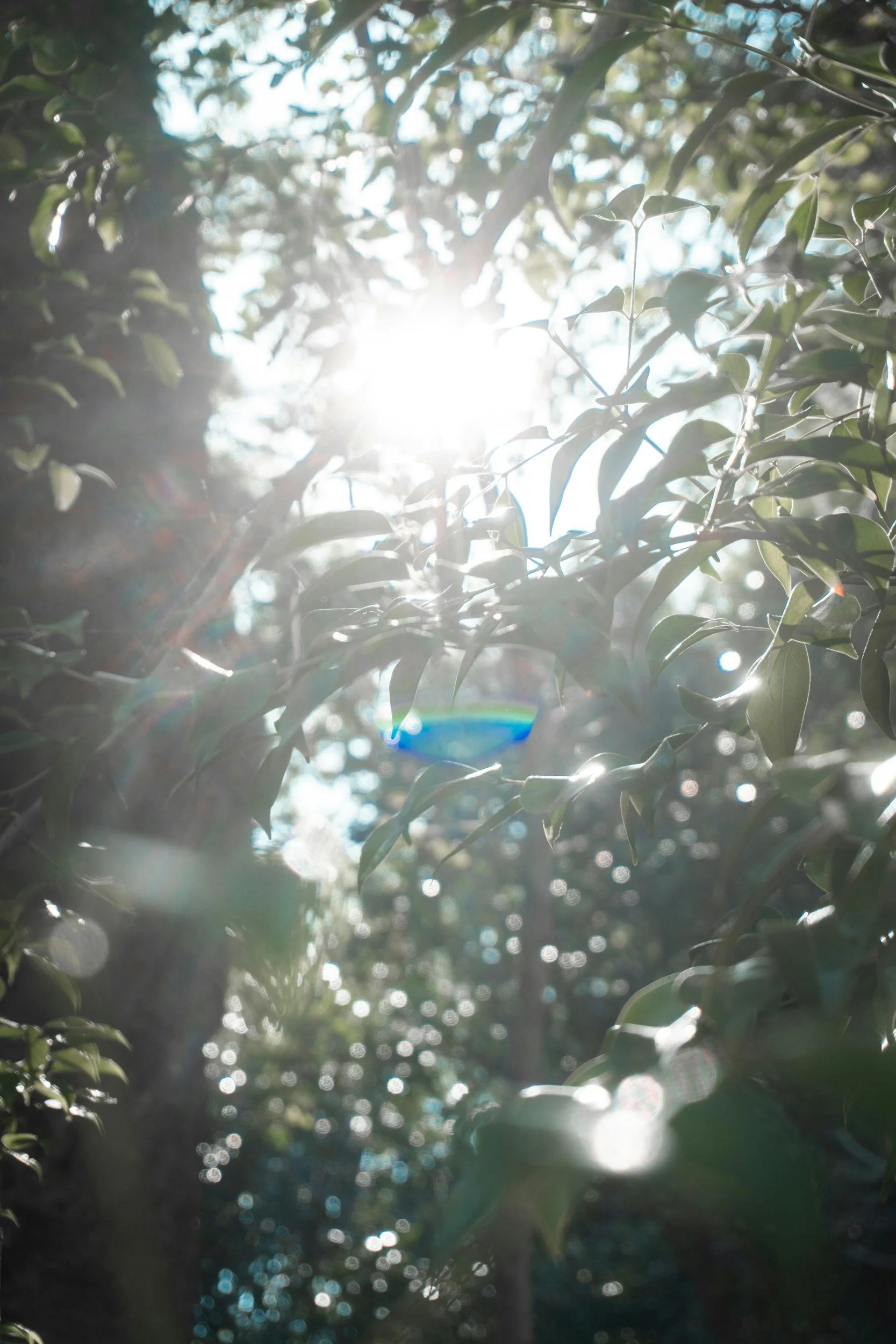 Creating Glimmers with Natural Home Fragrance