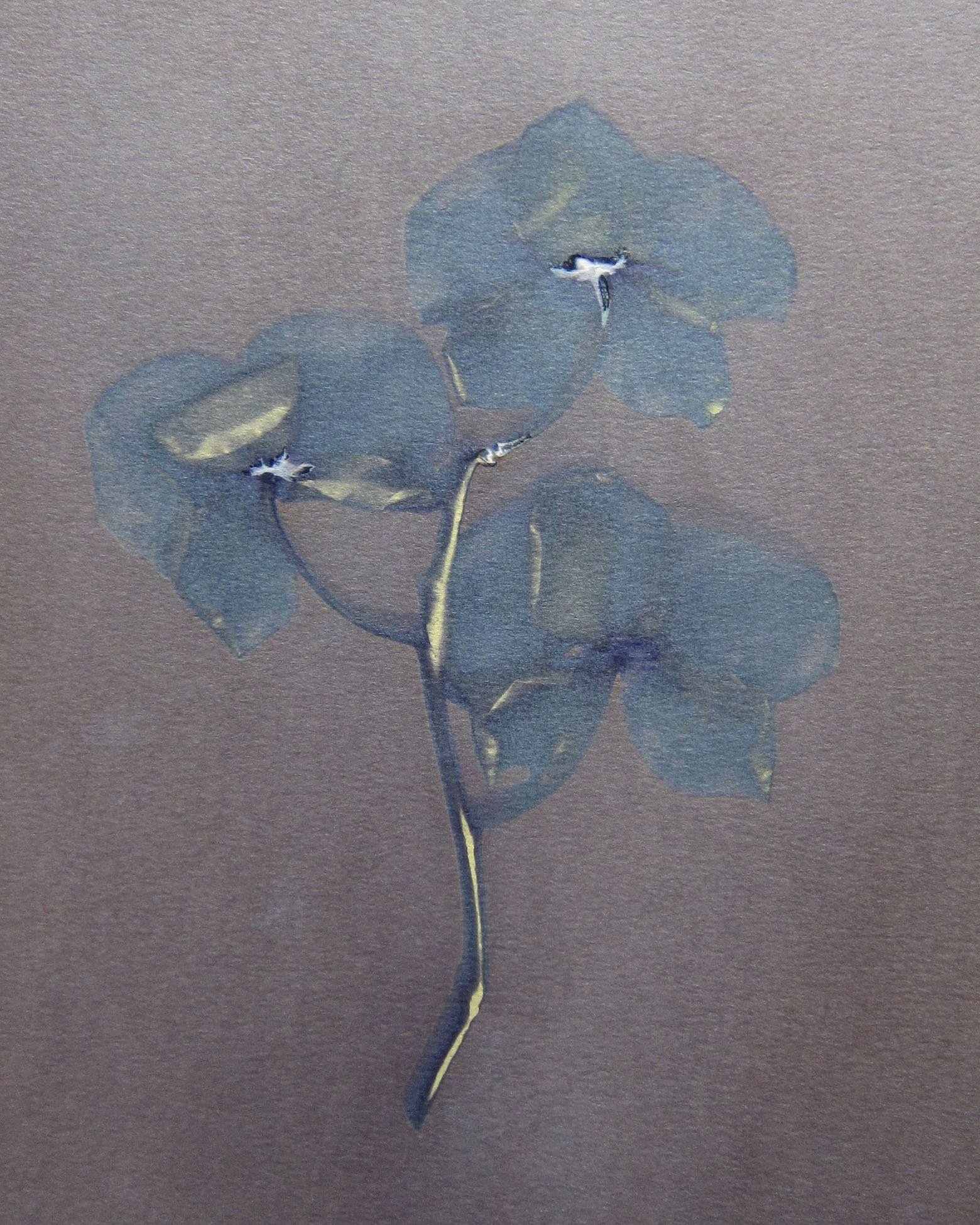 Orchid 11