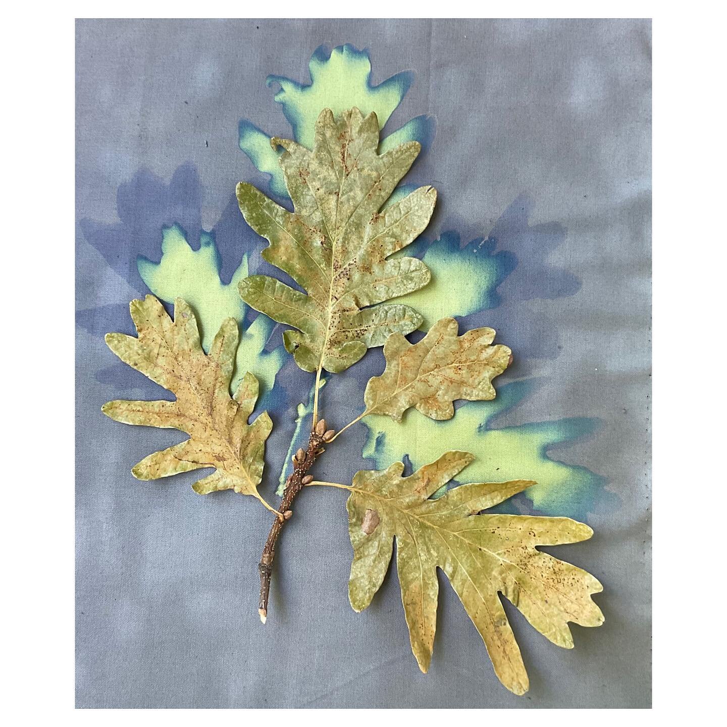 Unprocessed #cyanotype on fabric with the oak leaves see to make it #wip Swipe to see the reverse side

#oak #oakleaf #altphotoarchive #todaysalternative #cyanotypeonfabric #cameraless #solarprint #cyanotypephotography #labclubefoto #processoalternat