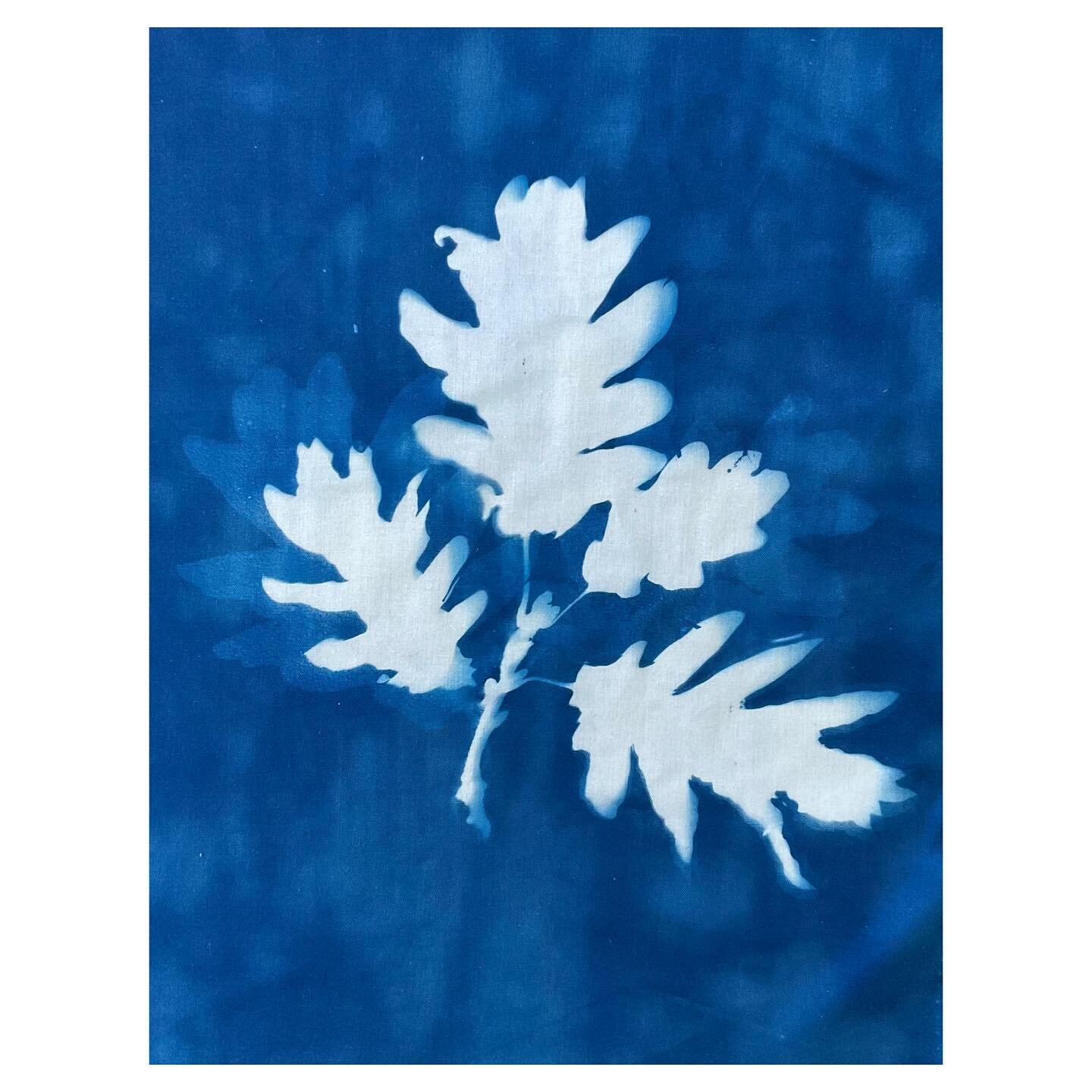 Double exposed #cyanotypeonfabric of #oak leaves. I&rsquo;ll do something else to it before I stitch it! Want to guess?