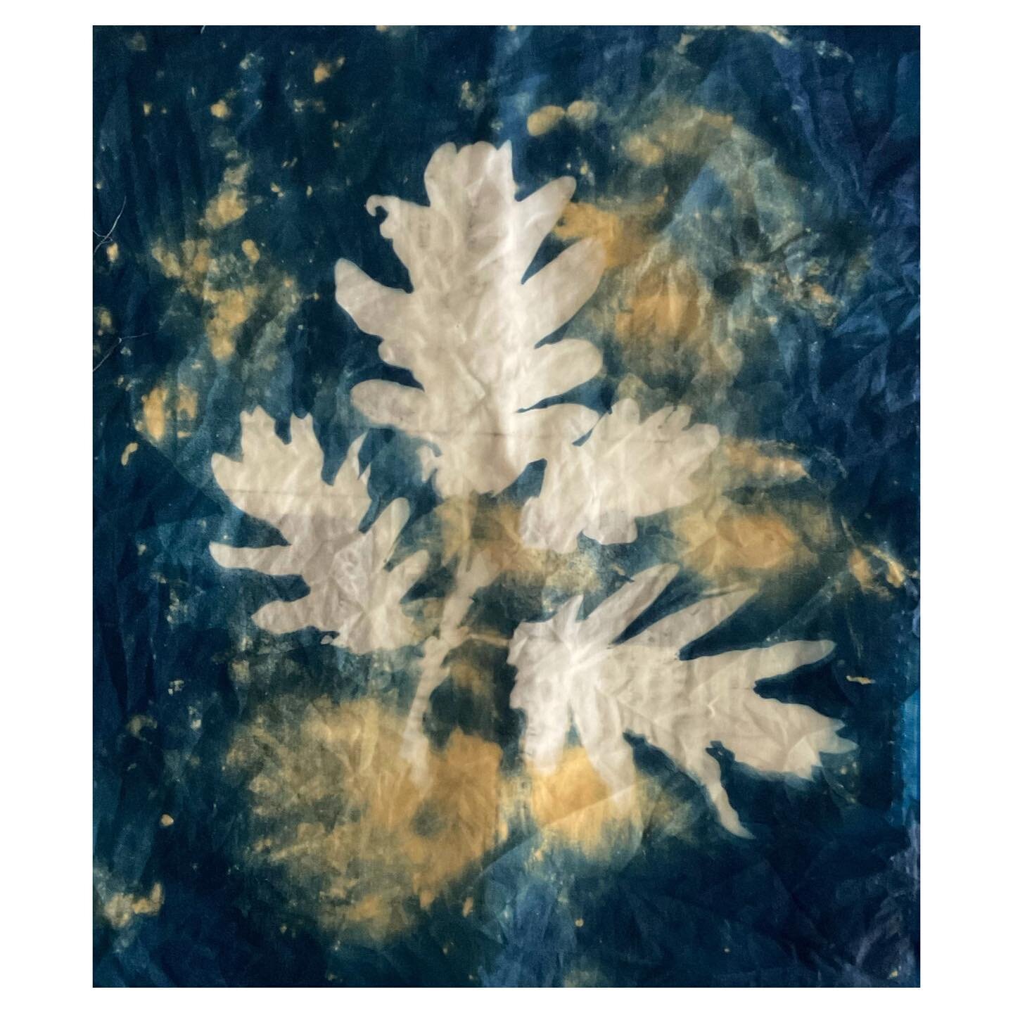 Still wet, just toned #cyanotype on fabric of #oak leaves, patiently waiting to be embroidered! Swipe to see the much lighter dry version

#cyanotypeonfabric #oakleaf #altphotoarchive #todaysalternative #cameraless #solarprint #printmaking #cyanotype