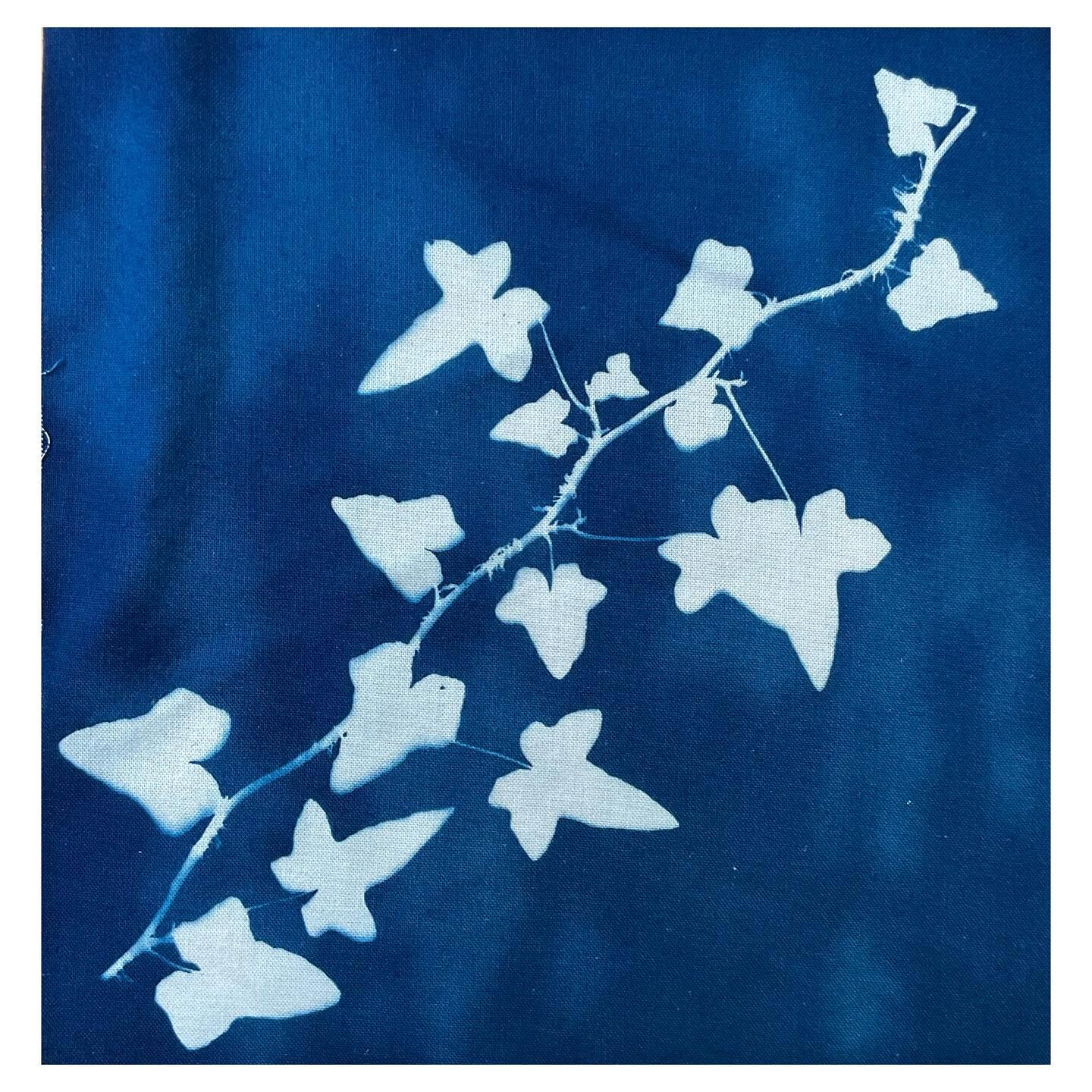 #ivy #cyanotype on fabric, dry and ready for the next step.  Guesses are welcome!