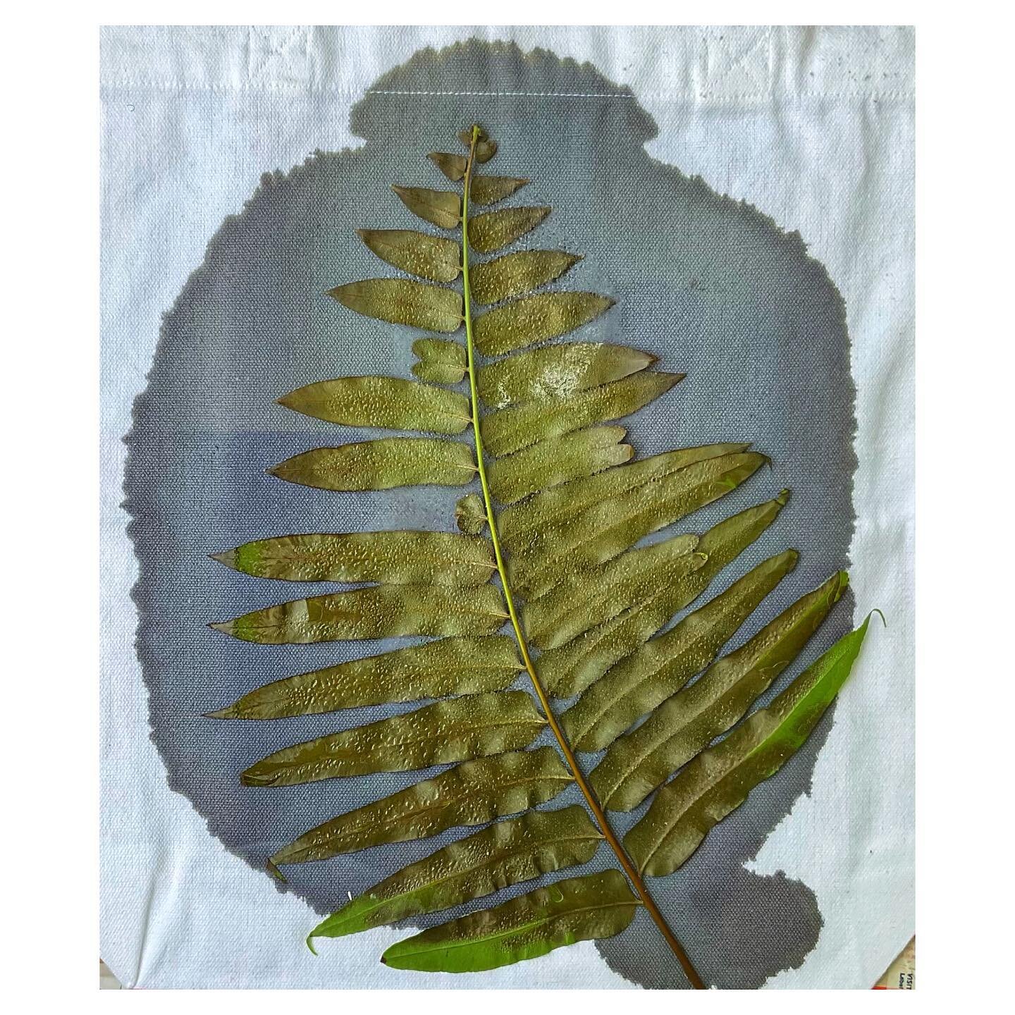 #cyanotype on fabric just out of the sun with the fern used to make it #wip Note that this is still under the glass I used during exposure and the droplets are water the fern excreted during its time in the sun