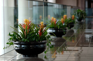 bromeliad+bowl.jpg