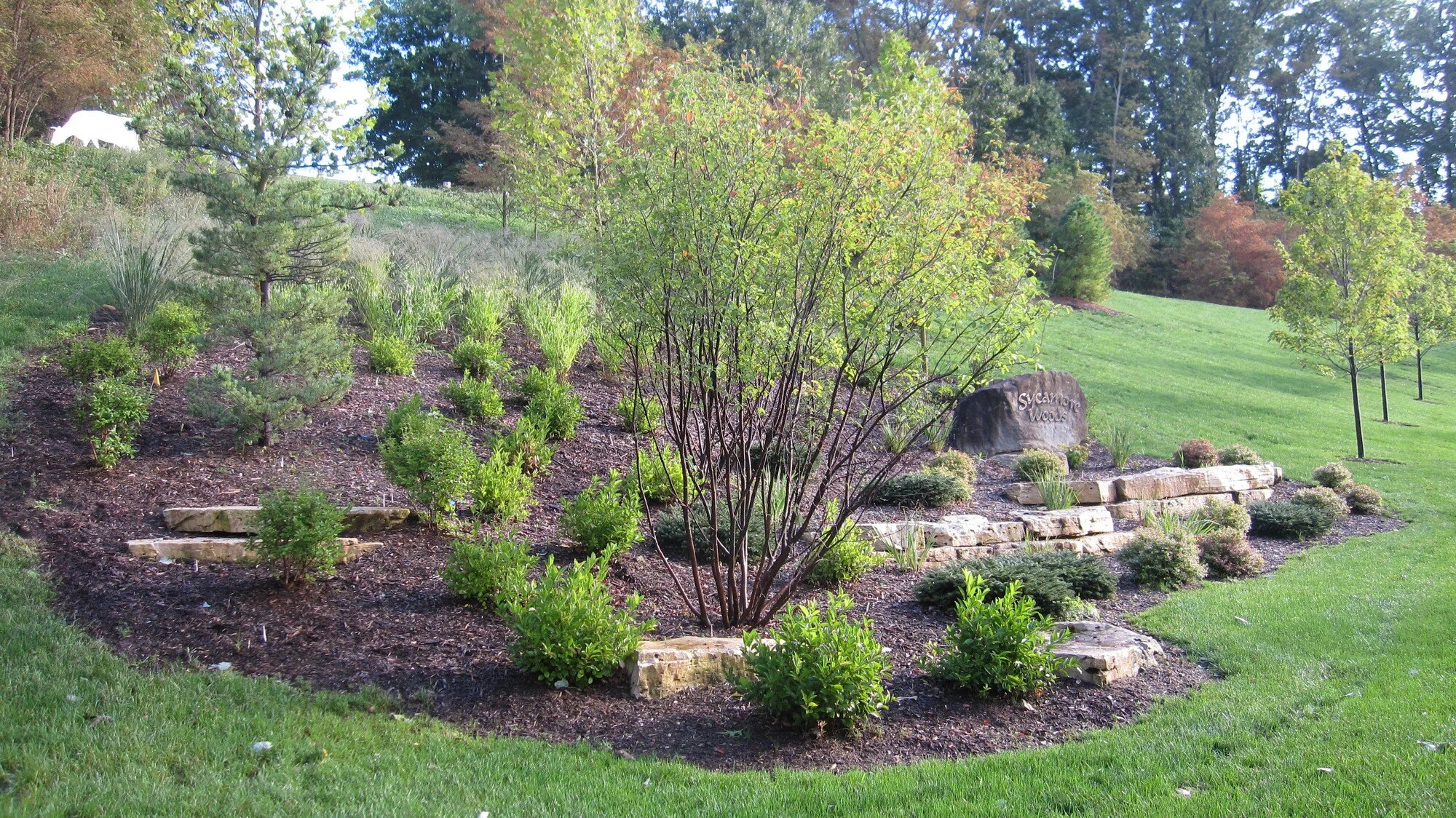 sycamore_a3.jpg