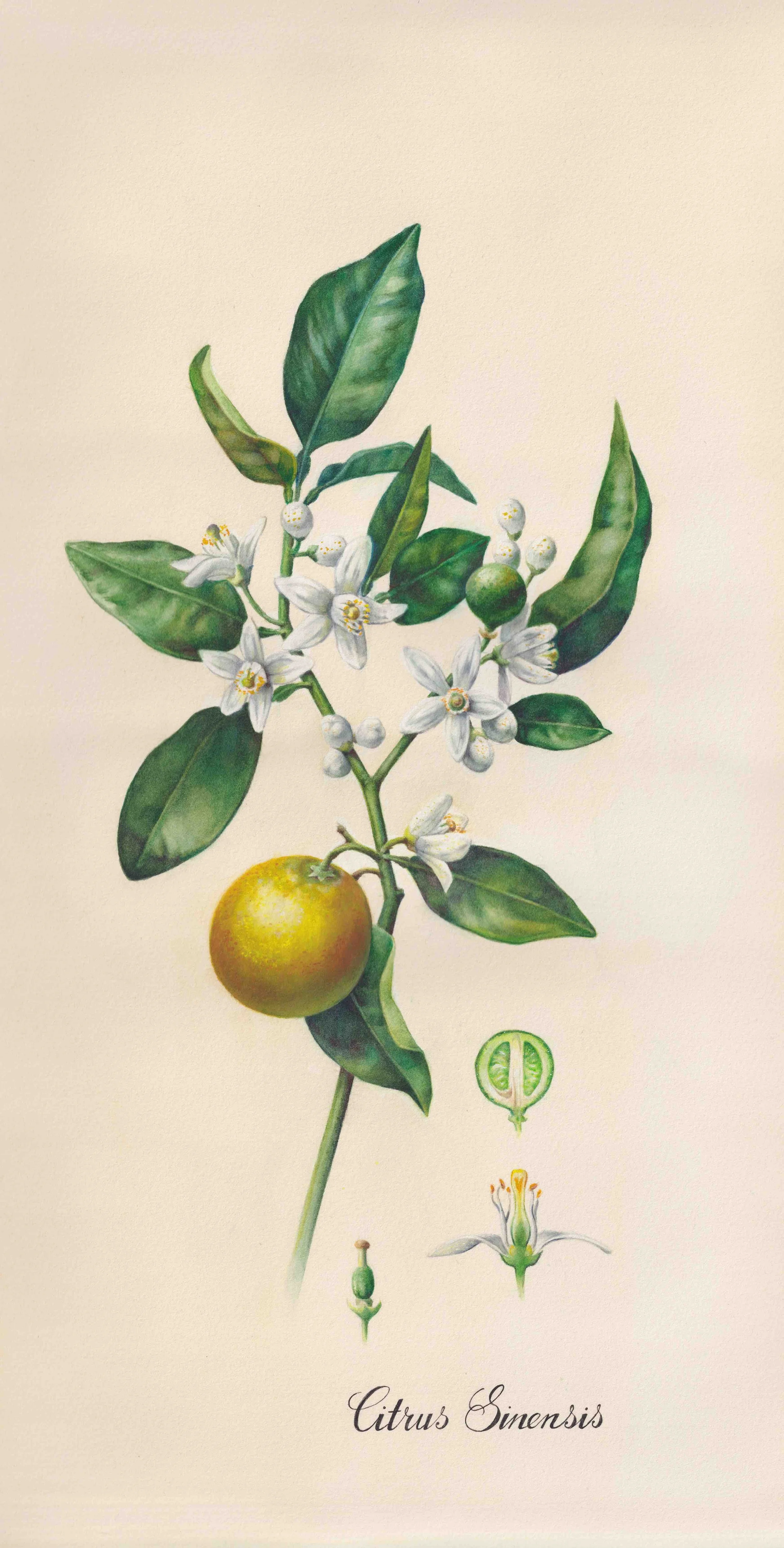 nancy-tattoo-botanical-watercolour-workshop-lemon-citrus-sinensis.jpeg
