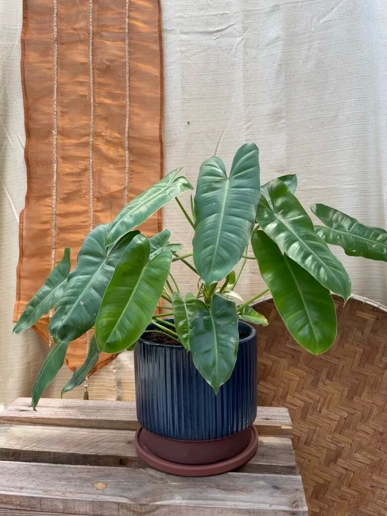 philodendron burle marx in fluted glazed pot  tanamsaraheights