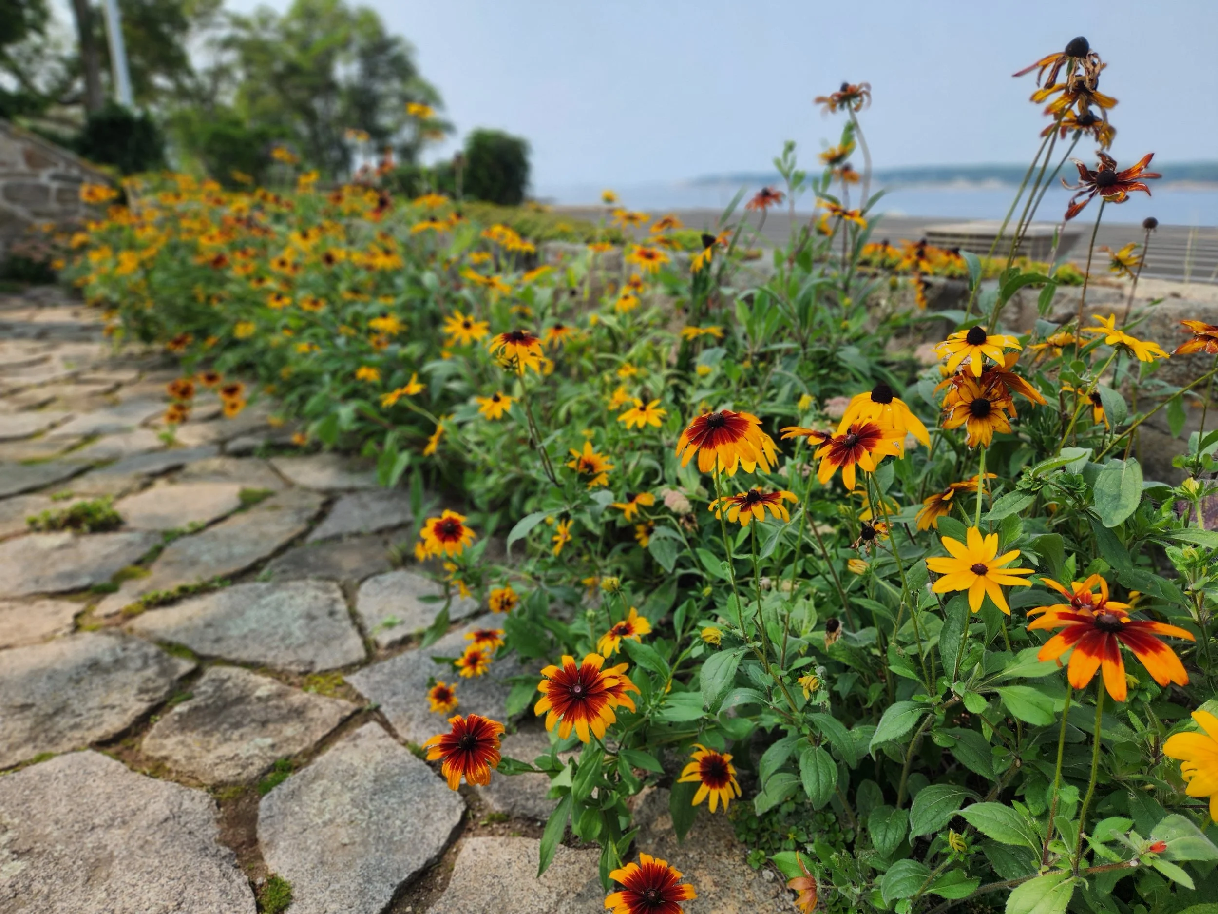 Yellow and orange flowers along a stone path with a background of trees and a body of water.