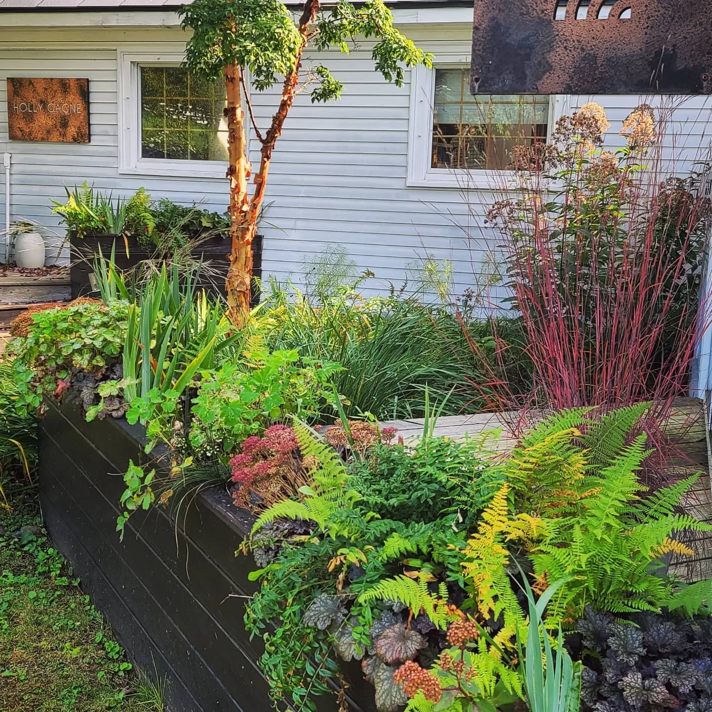 A lush garden with various green plants, ferns, and flowering plants in black rectangular planters, in front of a white house with a wooden sign that reads "Holly Cagne" and two windows.