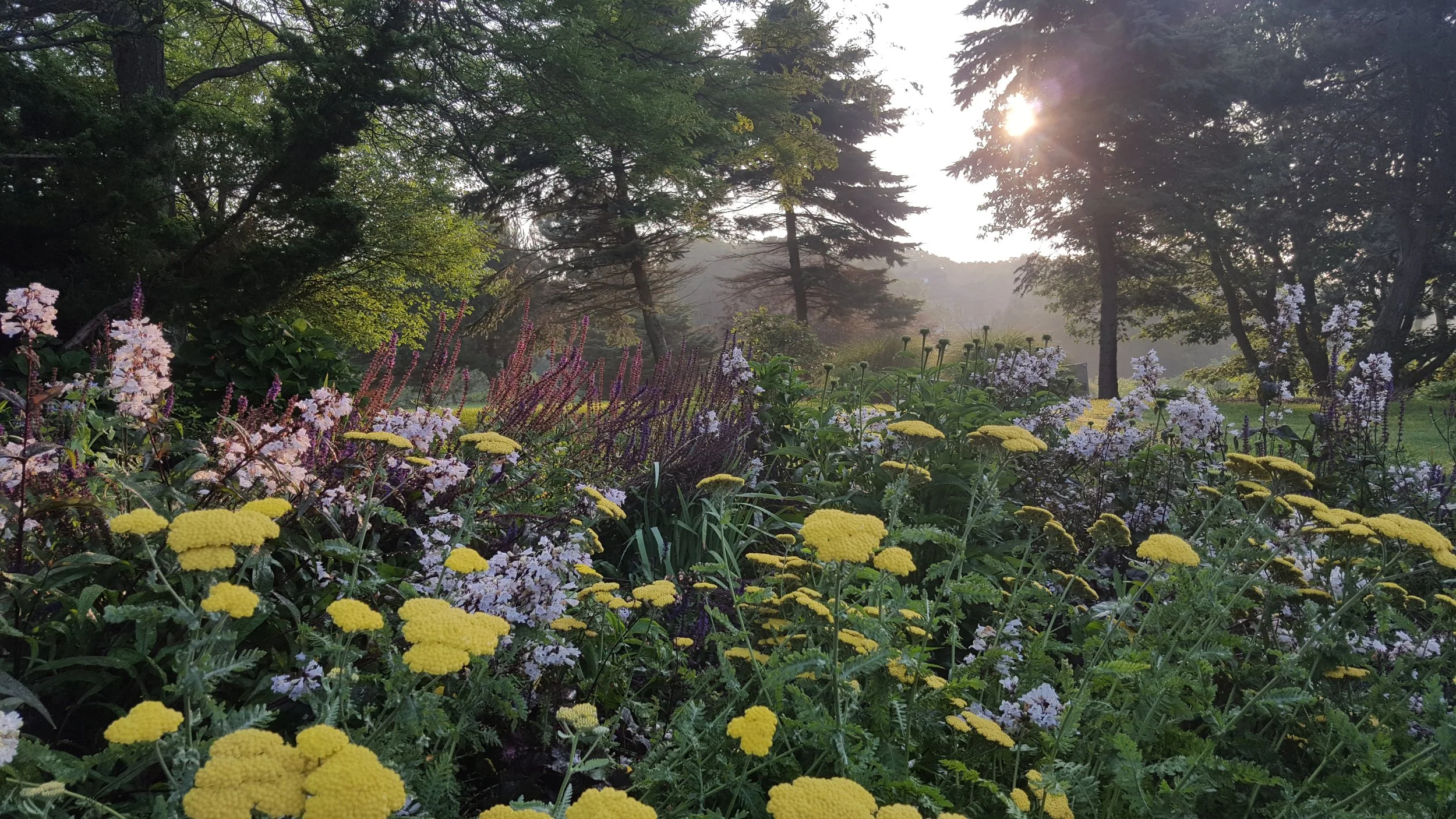A lush garden with colorful flowers, trees, and the sun shining through the trees in the background.